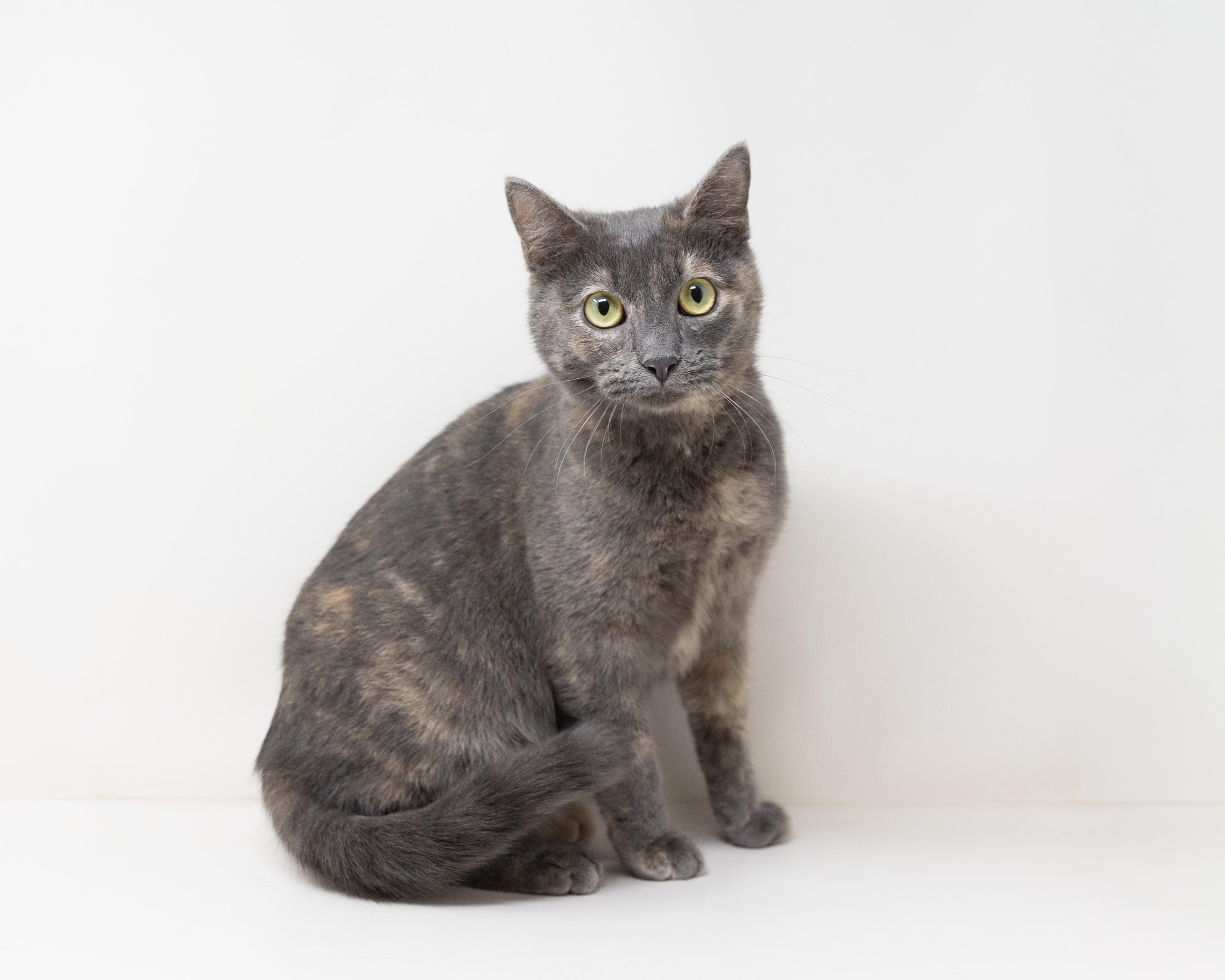 Enlarge Summer, a Adoptable Dilute Tortoiseshell in Trophy Club, TX image 5/6