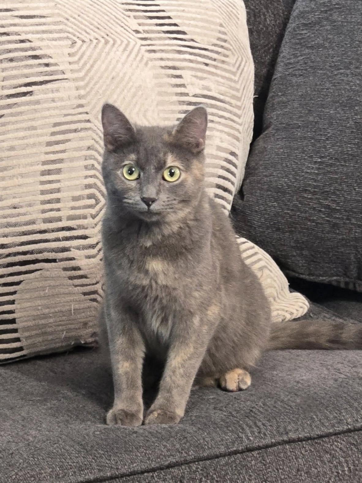 Enlarge Summer, a Adoptable Dilute Tortoiseshell in Trophy Club, TX image 1/6