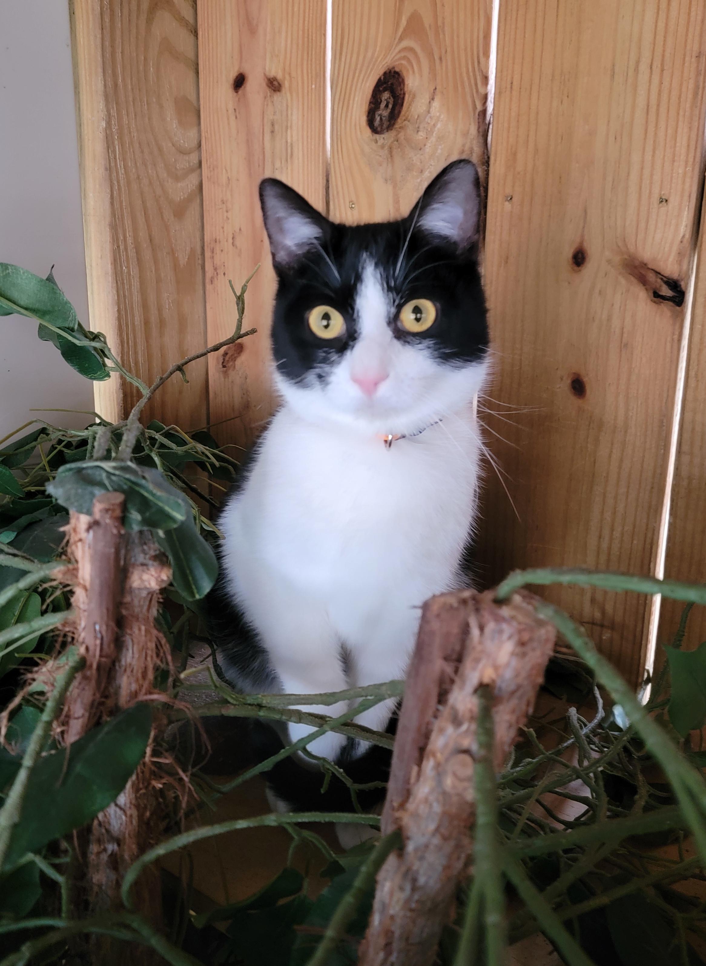 Enlarge Asher, a Adoptable Domestic Short Hair in Mount Sterling, KY image 4/6