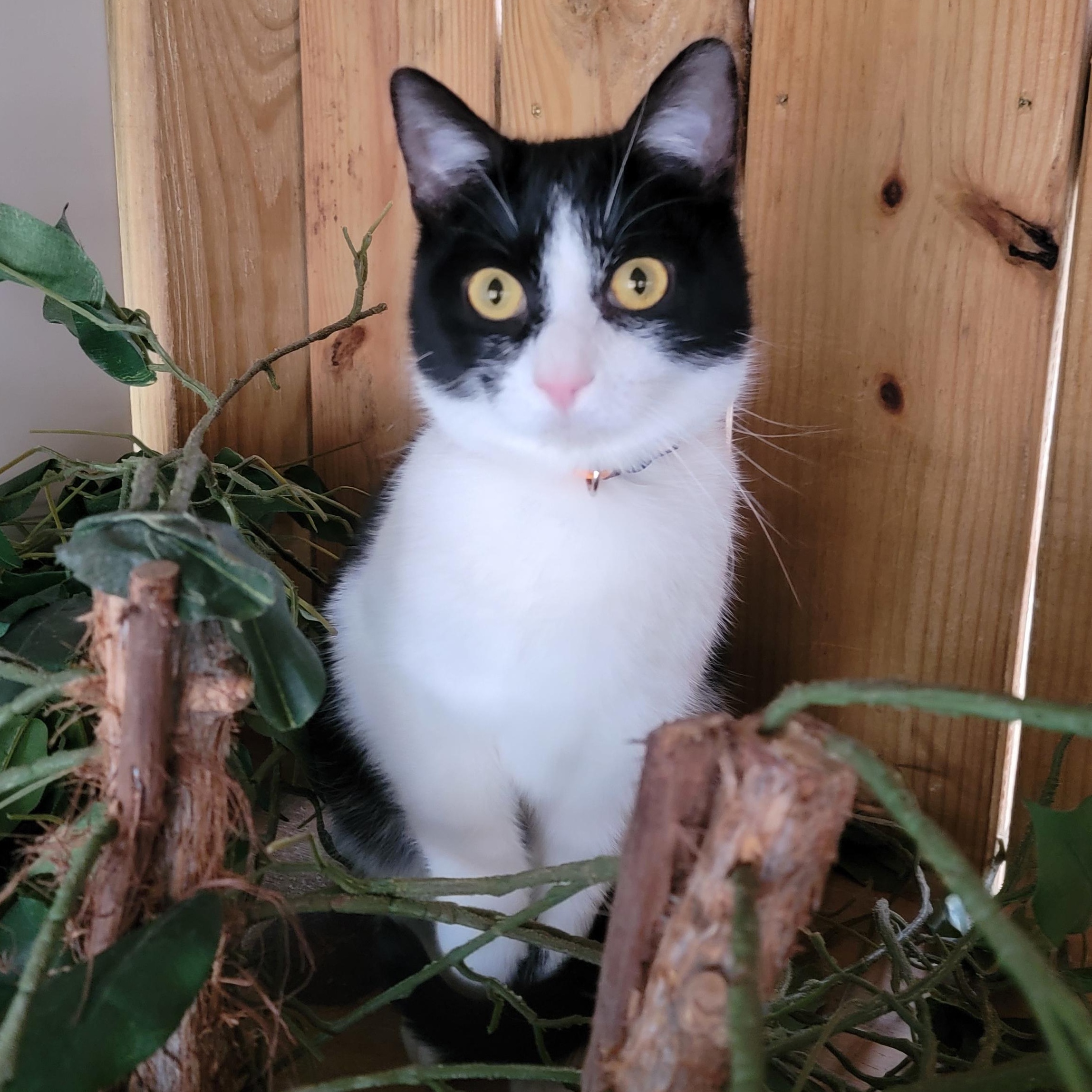 Enlarge Asher, a Adoptable Domestic Short Hair in Mount Sterling, KY image 1/6