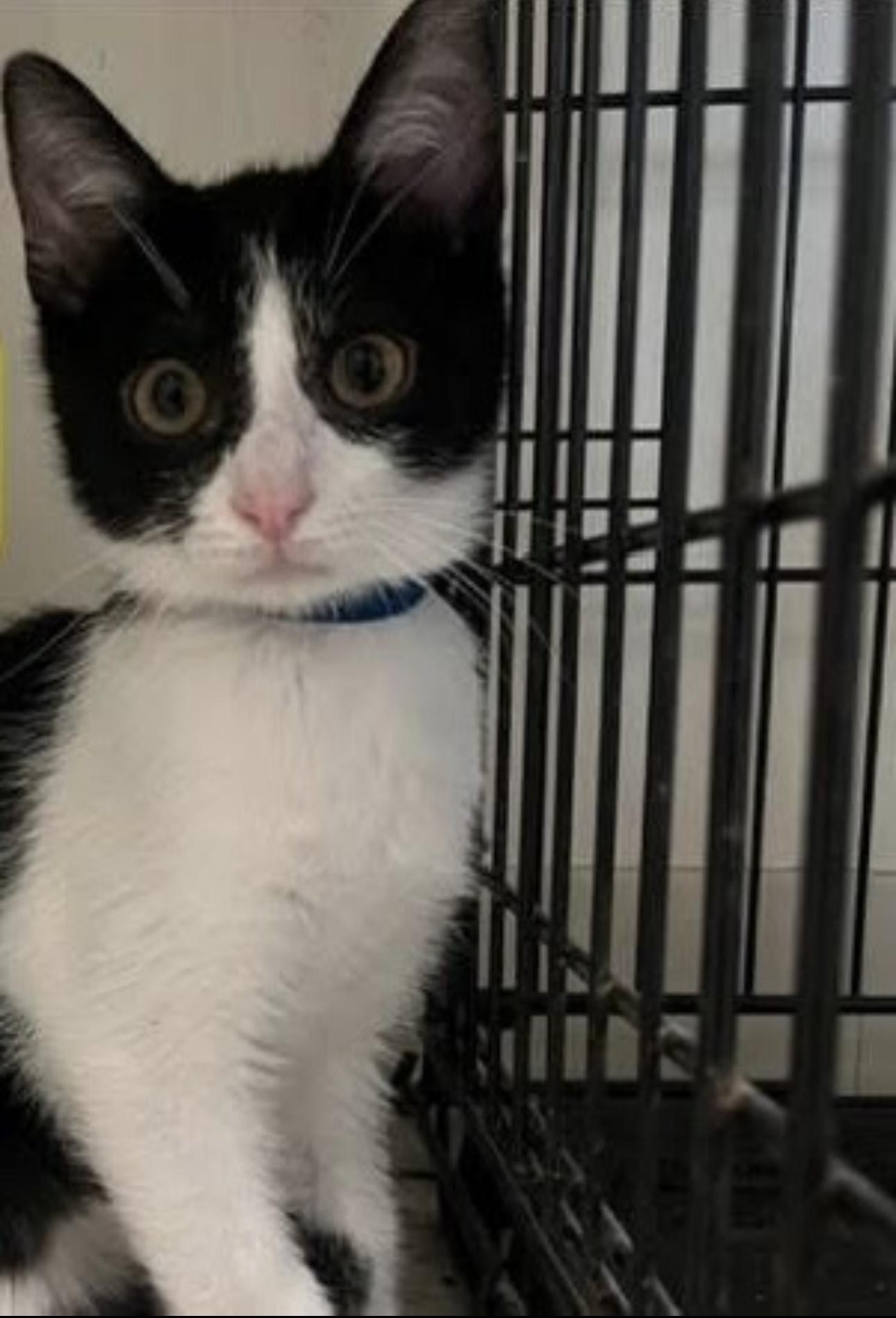 Enlarge Asher, a Adoptable Domestic Short Hair in Mount Sterling, KY image 6/6