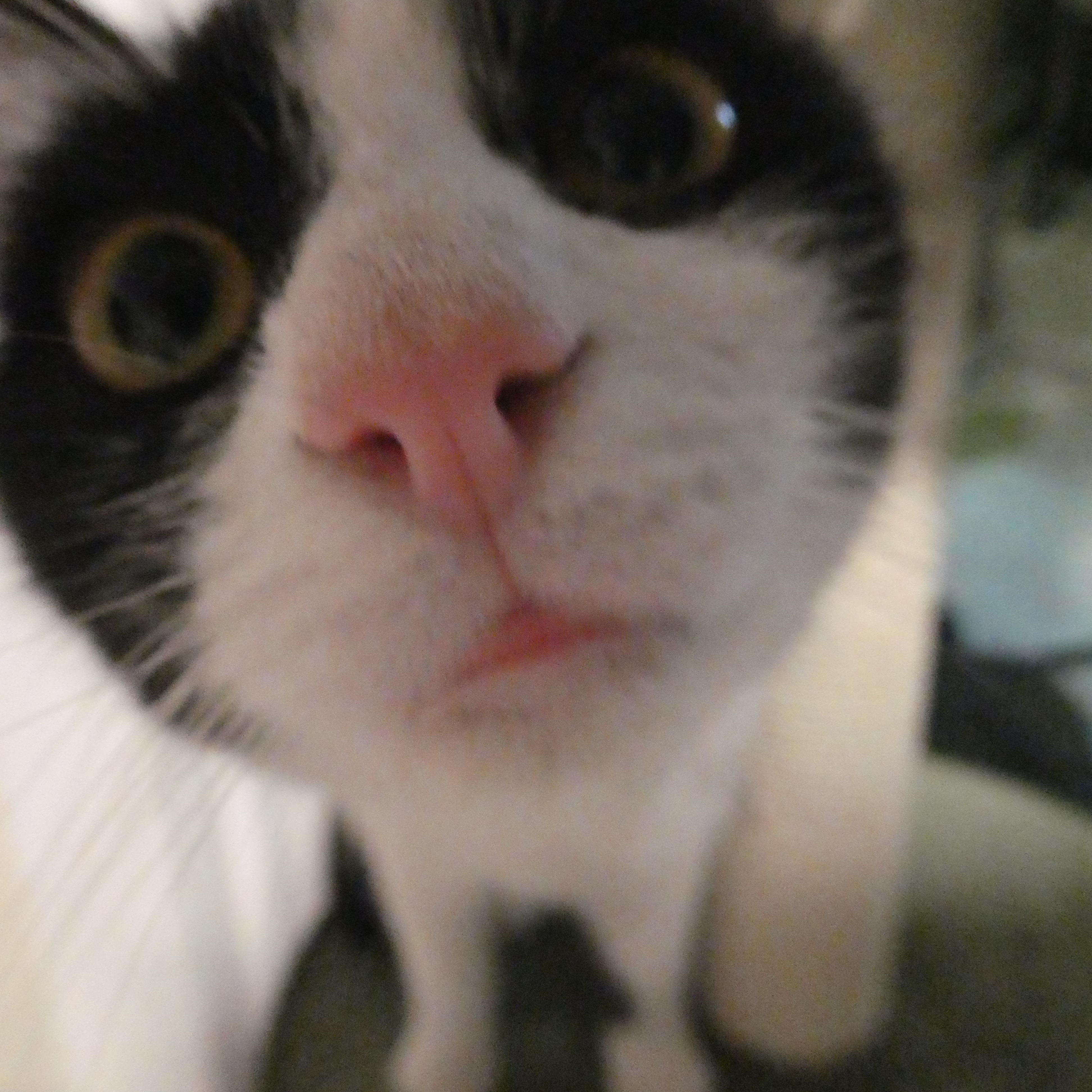 Asher, Adoptable, Kitten Male Domestic Short Hair.