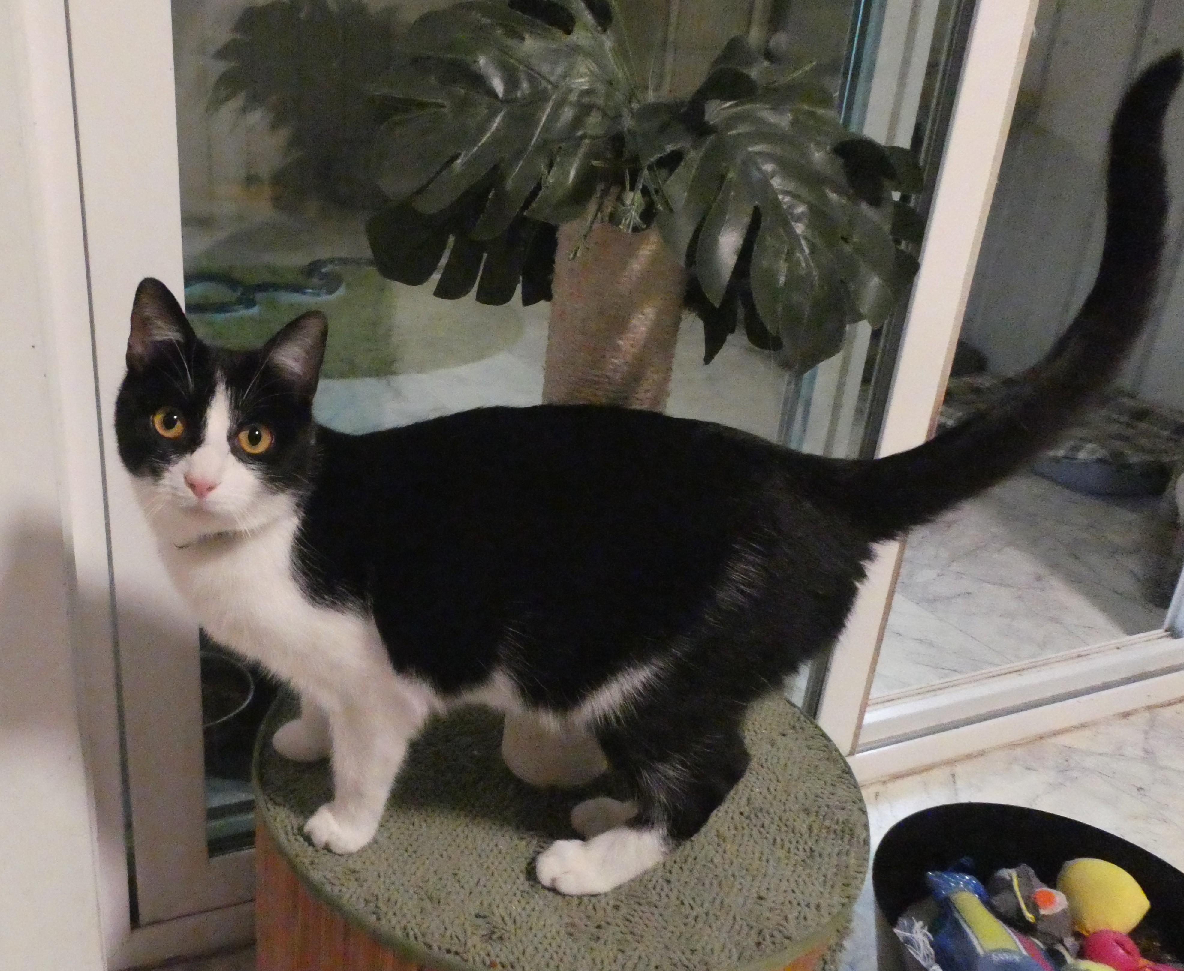 Enlarge Asher, a Adoptable Domestic Short Hair in Mount Sterling, KY image 5/6