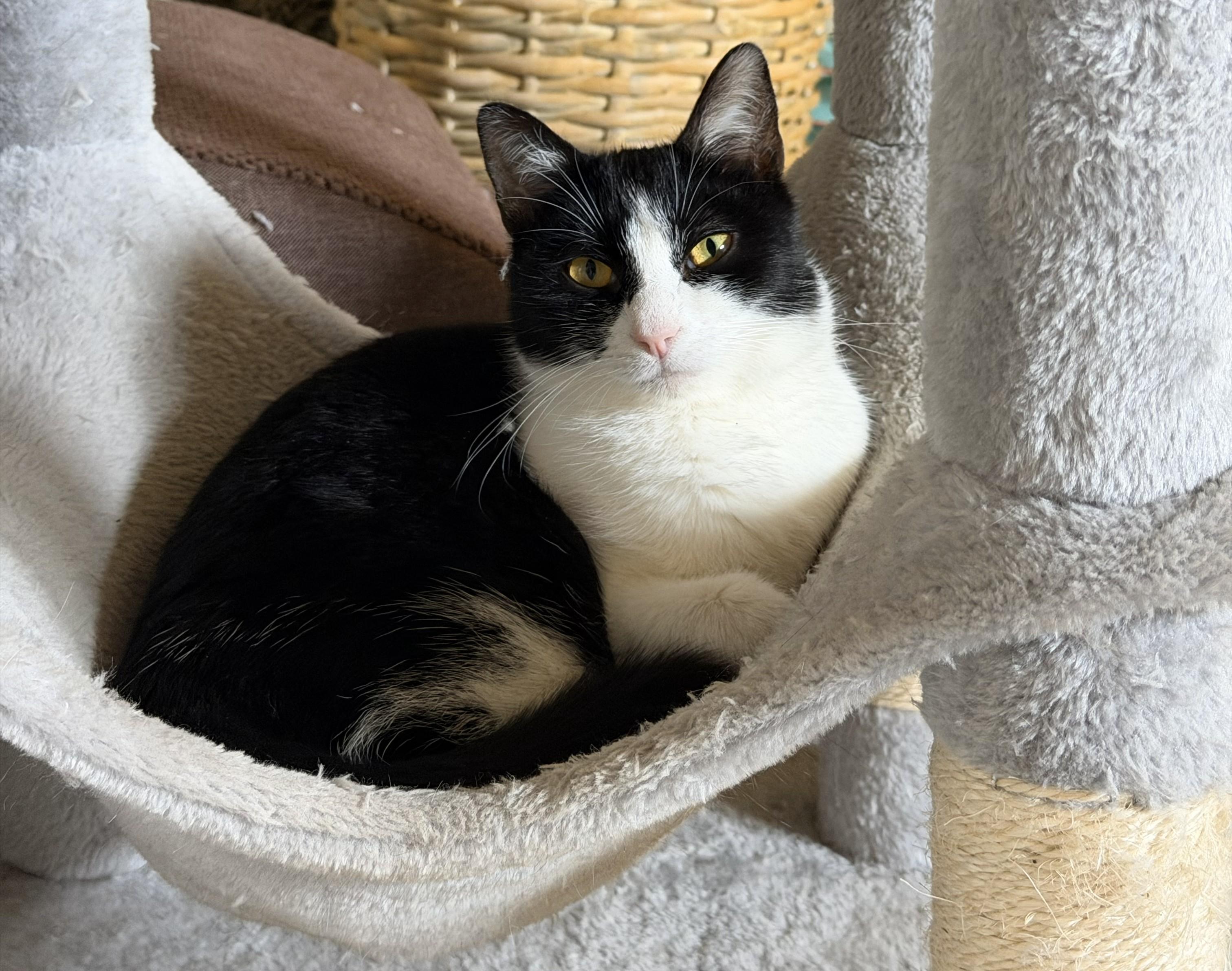 Enlarge Asher, a Adoptable Domestic Short Hair in Mount Sterling, KY image 2/6