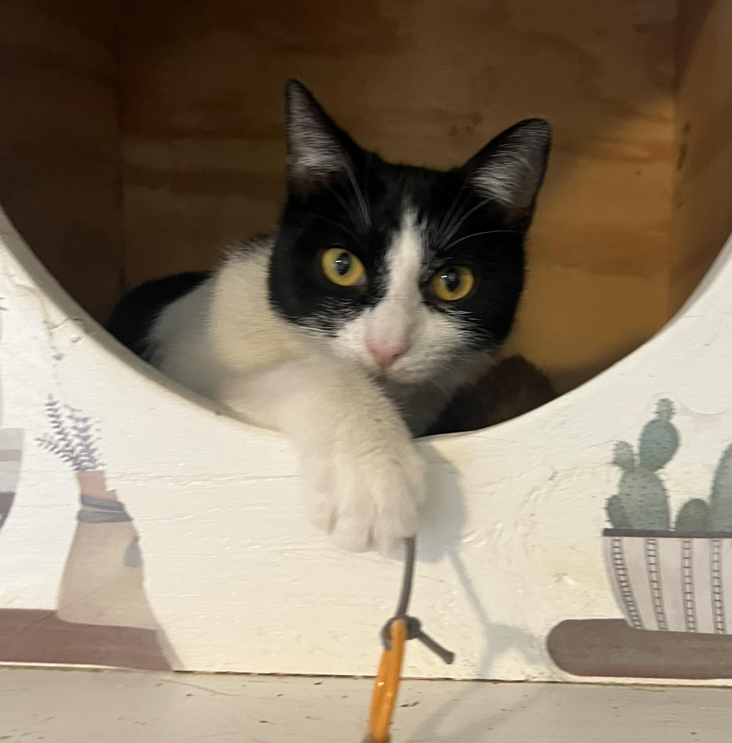 Enlarge Asher, a Adoptable Domestic Short Hair in Mount Sterling, KY image 3/6