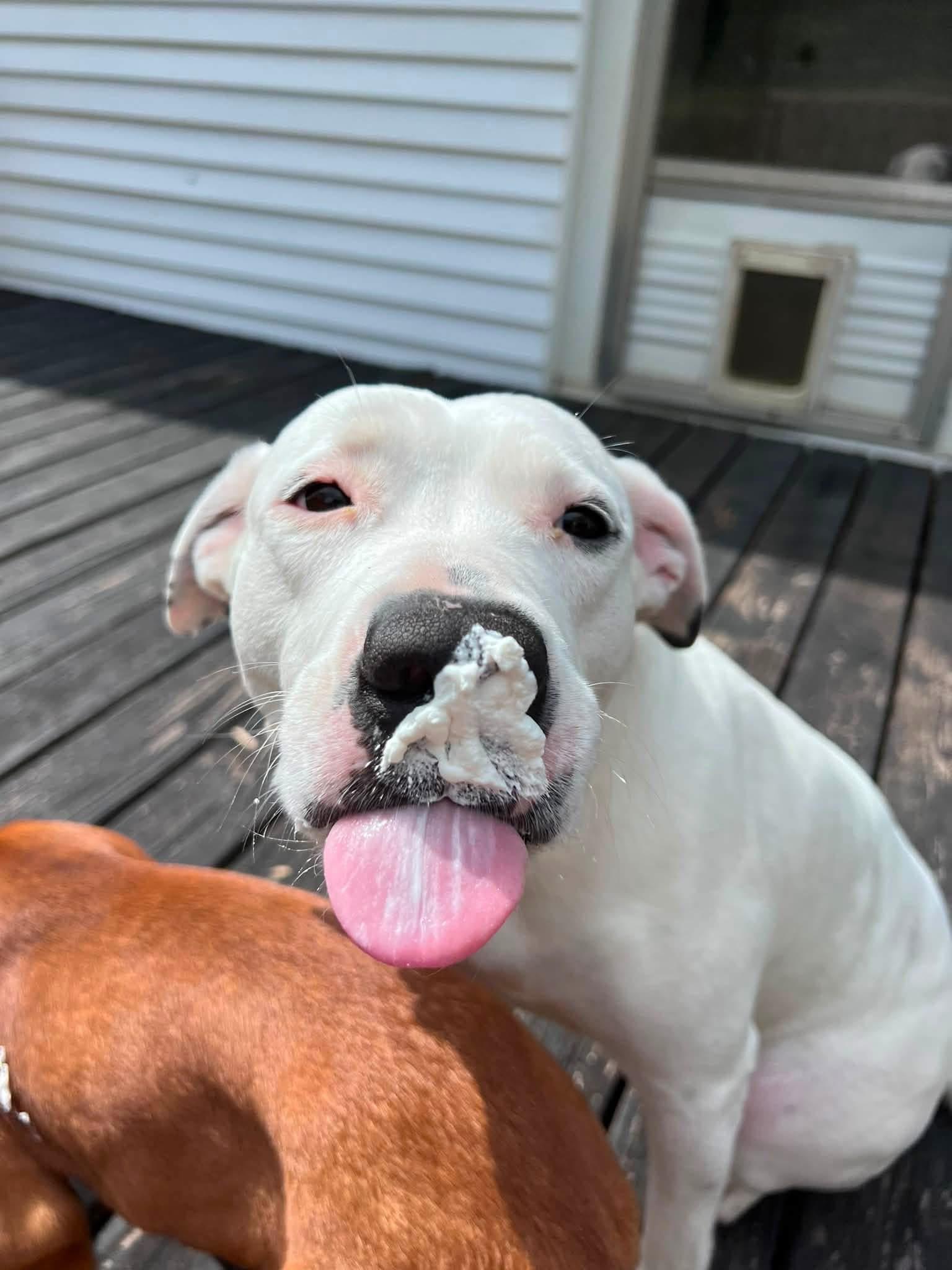 Enlarge Bear, a Adoptable mixed breed in Staunton, VA image 5/6