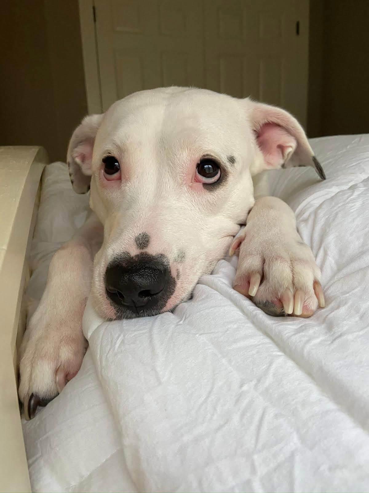 Enlarge Bear, a Adoptable mixed breed in Staunton, VA image 2/6