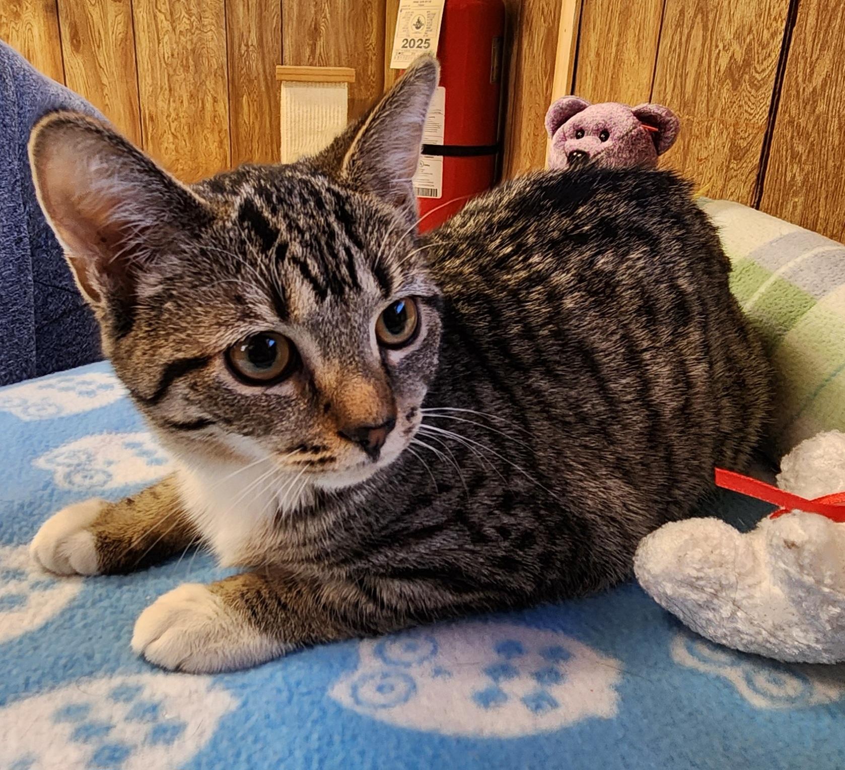 Enlarge Dory, a ADOPTABLE Tabby in Linden, NJ image 1/6