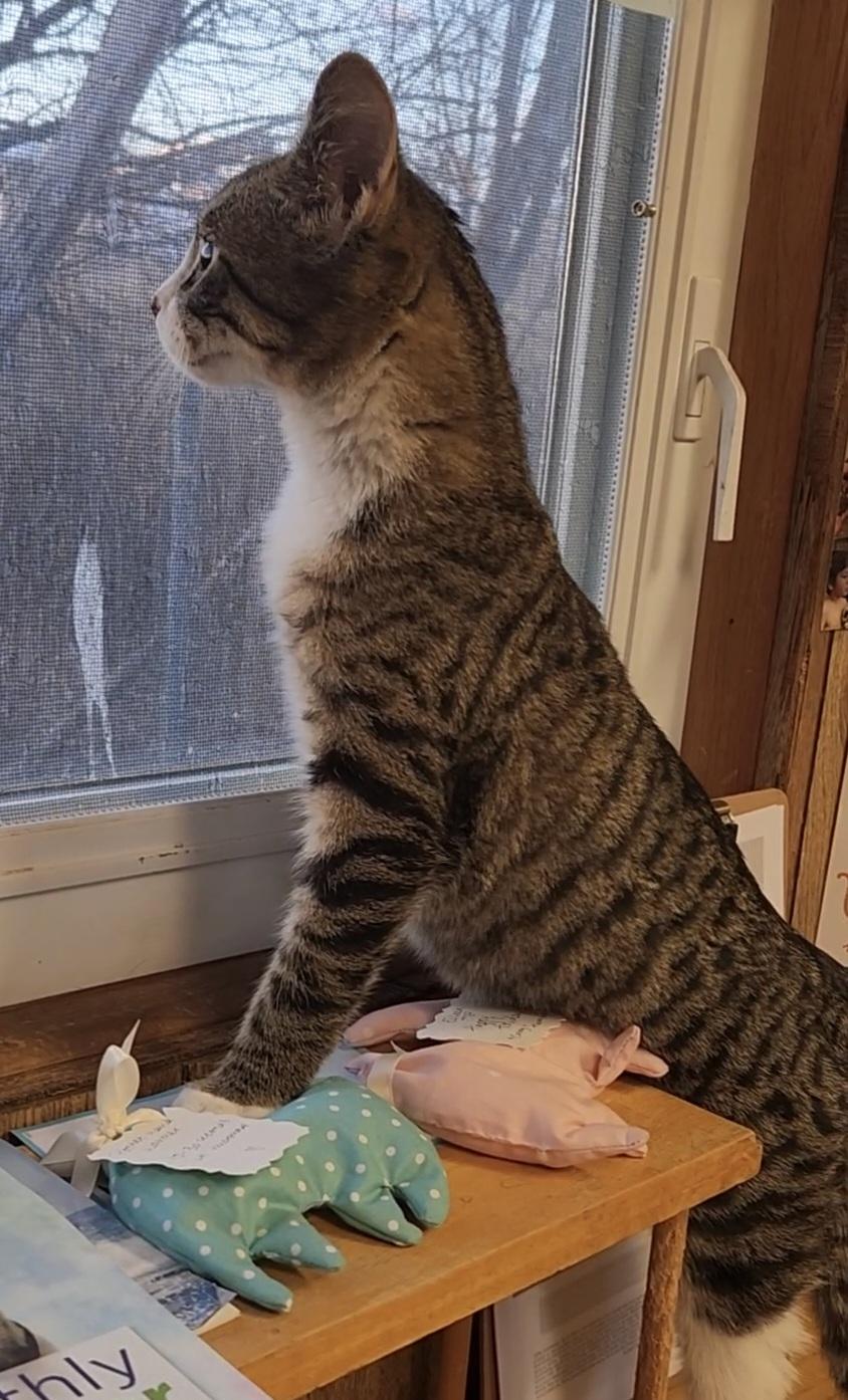 Enlarge Dory, a ADOPTABLE Tabby in Linden, NJ image 4/6