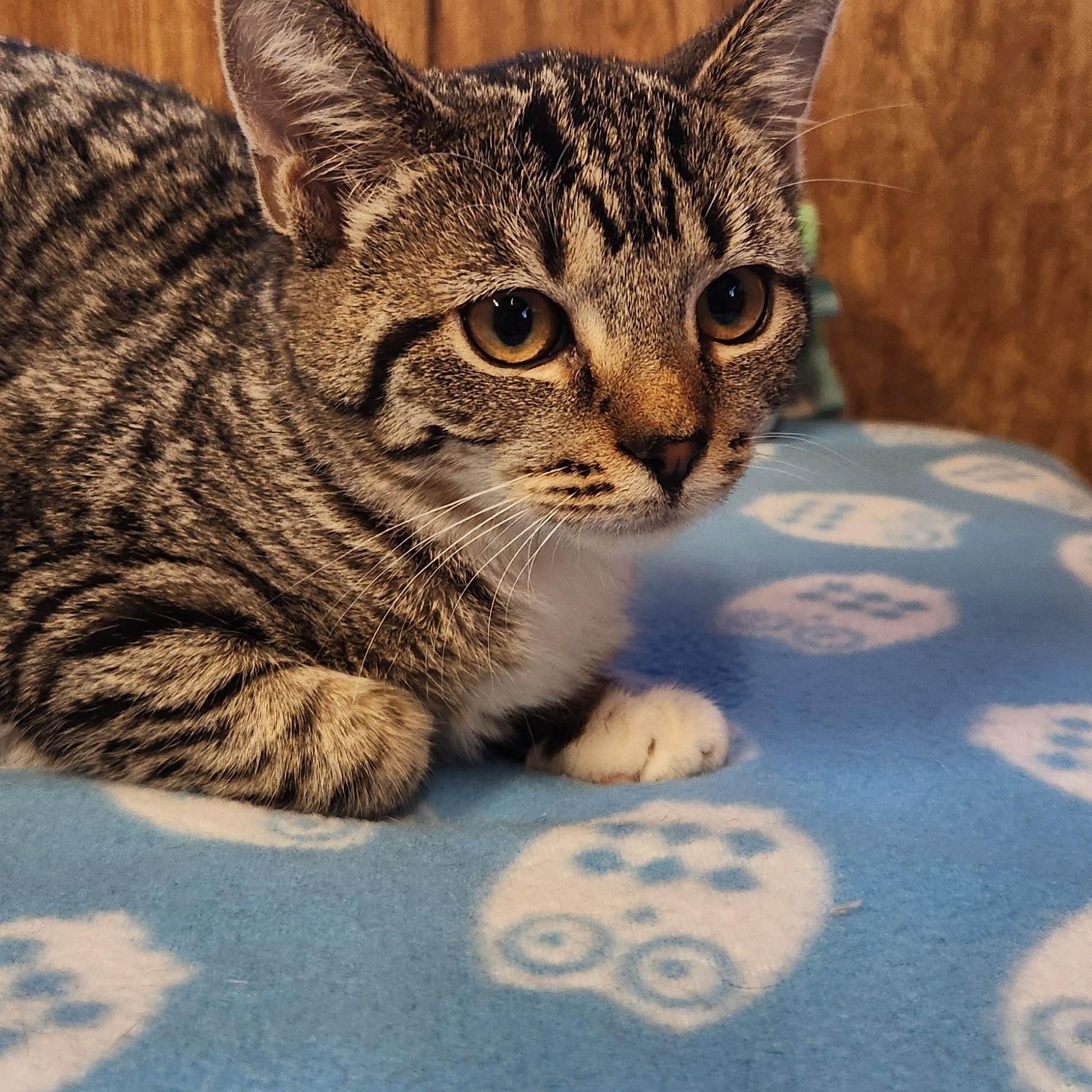 Enlarge Dory, a ADOPTABLE Tabby in Linden, NJ image 3/6