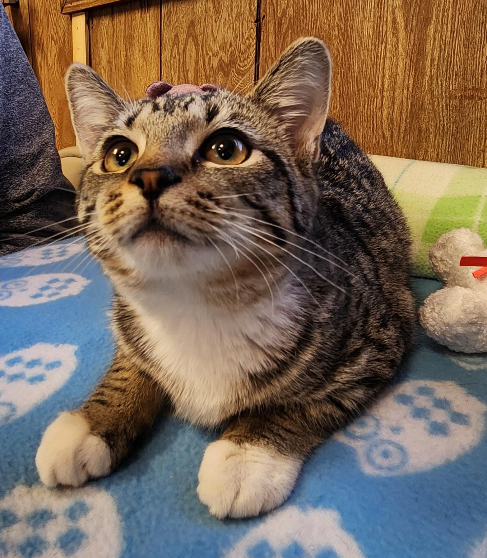 Enlarge Dory, a ADOPTABLE Tabby in Linden, NJ image 2/6