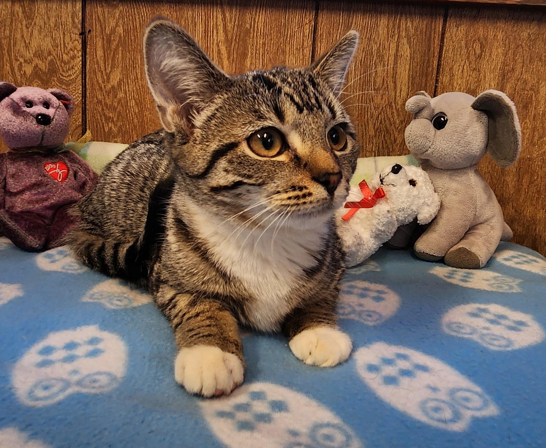 Enlarge Dory, a ADOPTABLE Tabby in Linden, NJ image 6/6