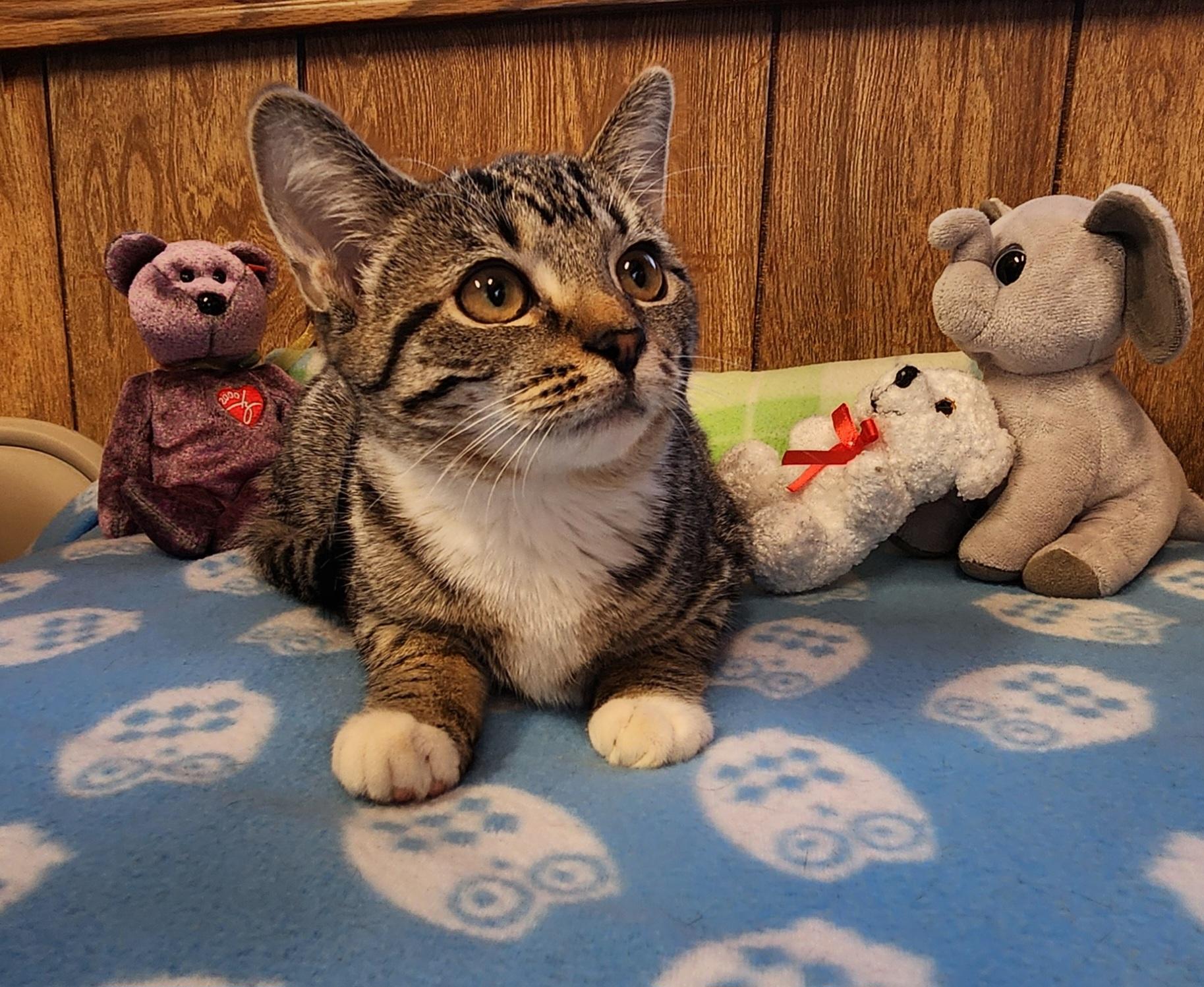 Enlarge Dory, a ADOPTABLE Tabby in Linden, NJ image 5/6