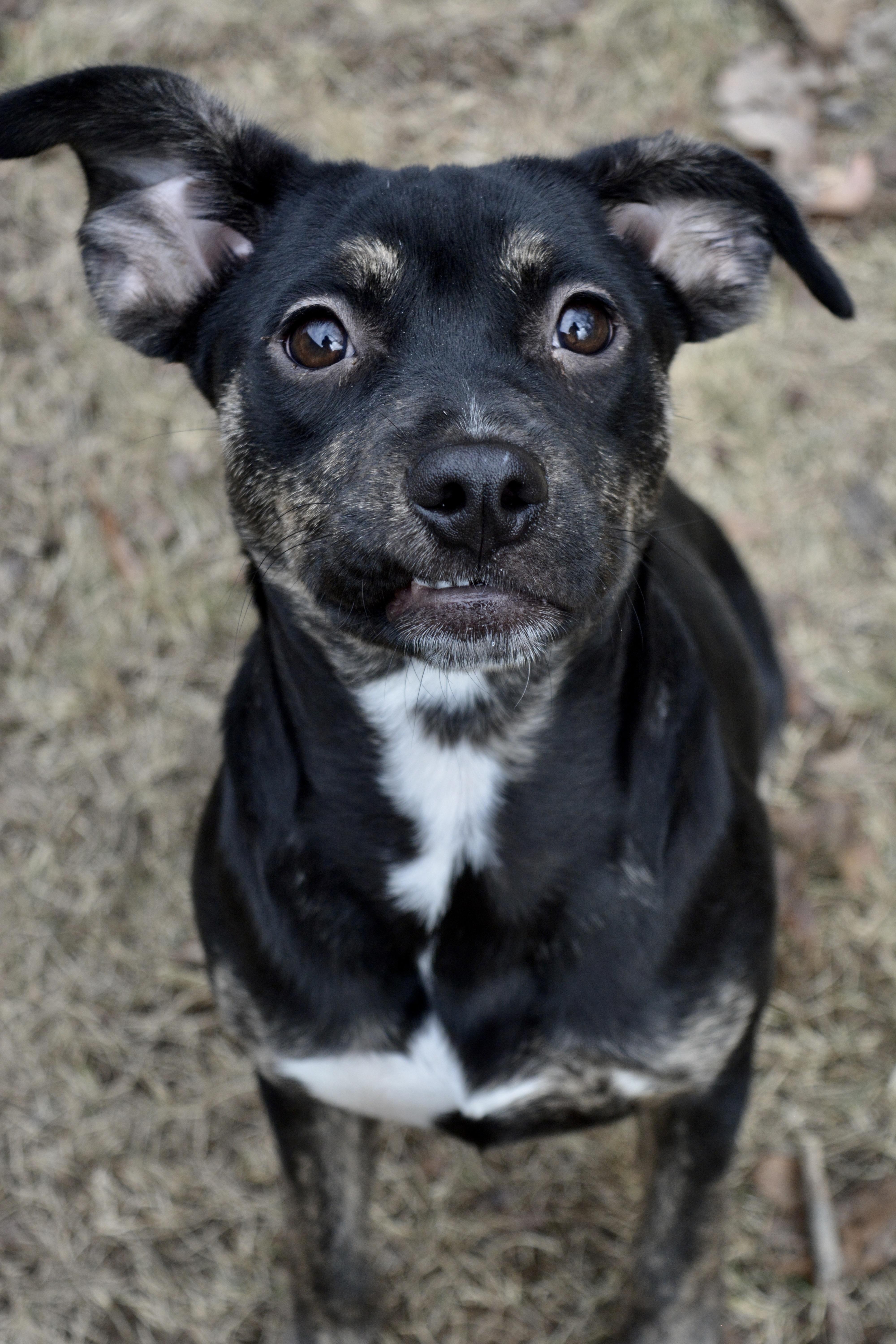 Enlarge Rue, a Adoptable Mixed Breed in Pelham, AL image 5/6