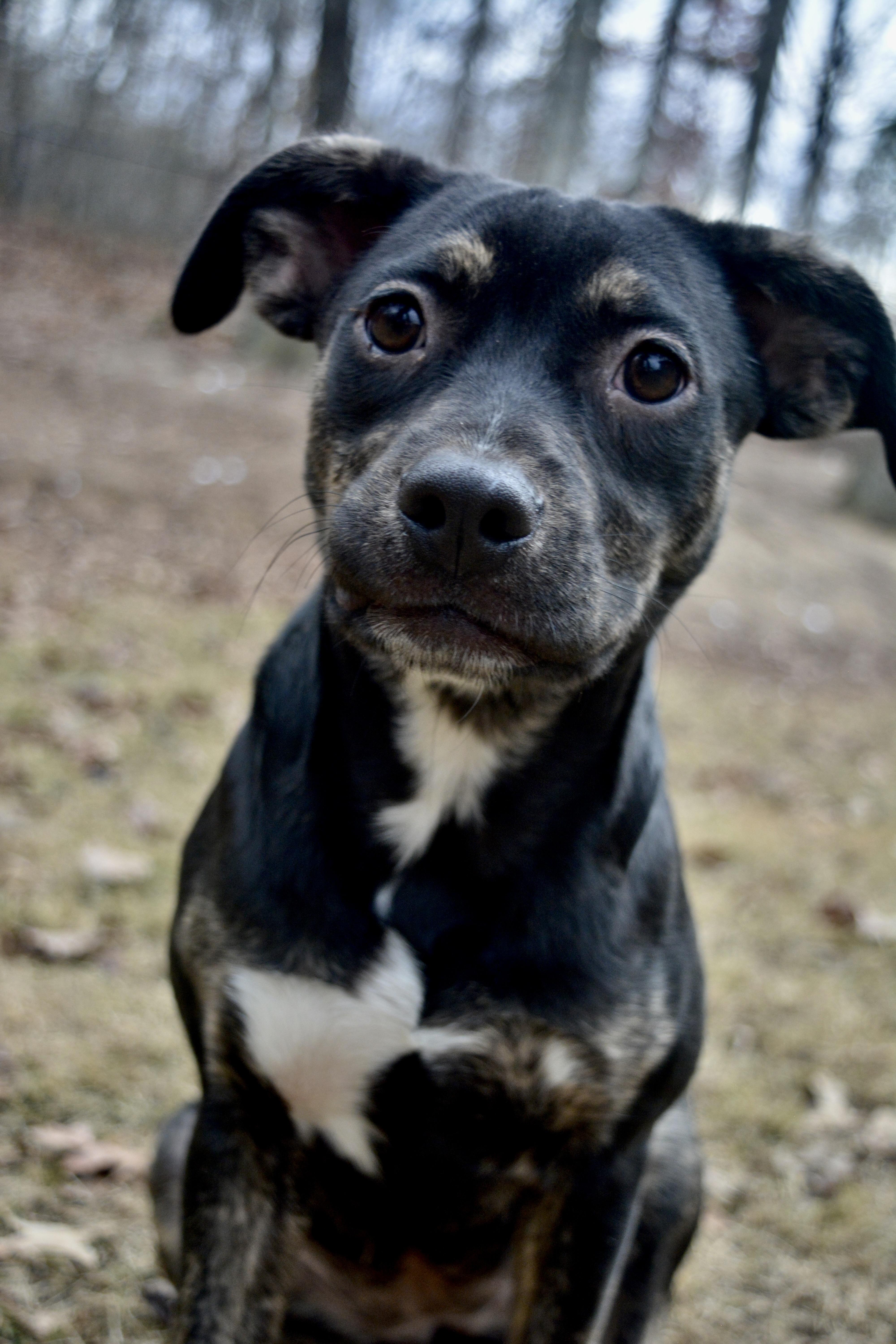 Rue, Adoptable, Young Female Mixed Breed.