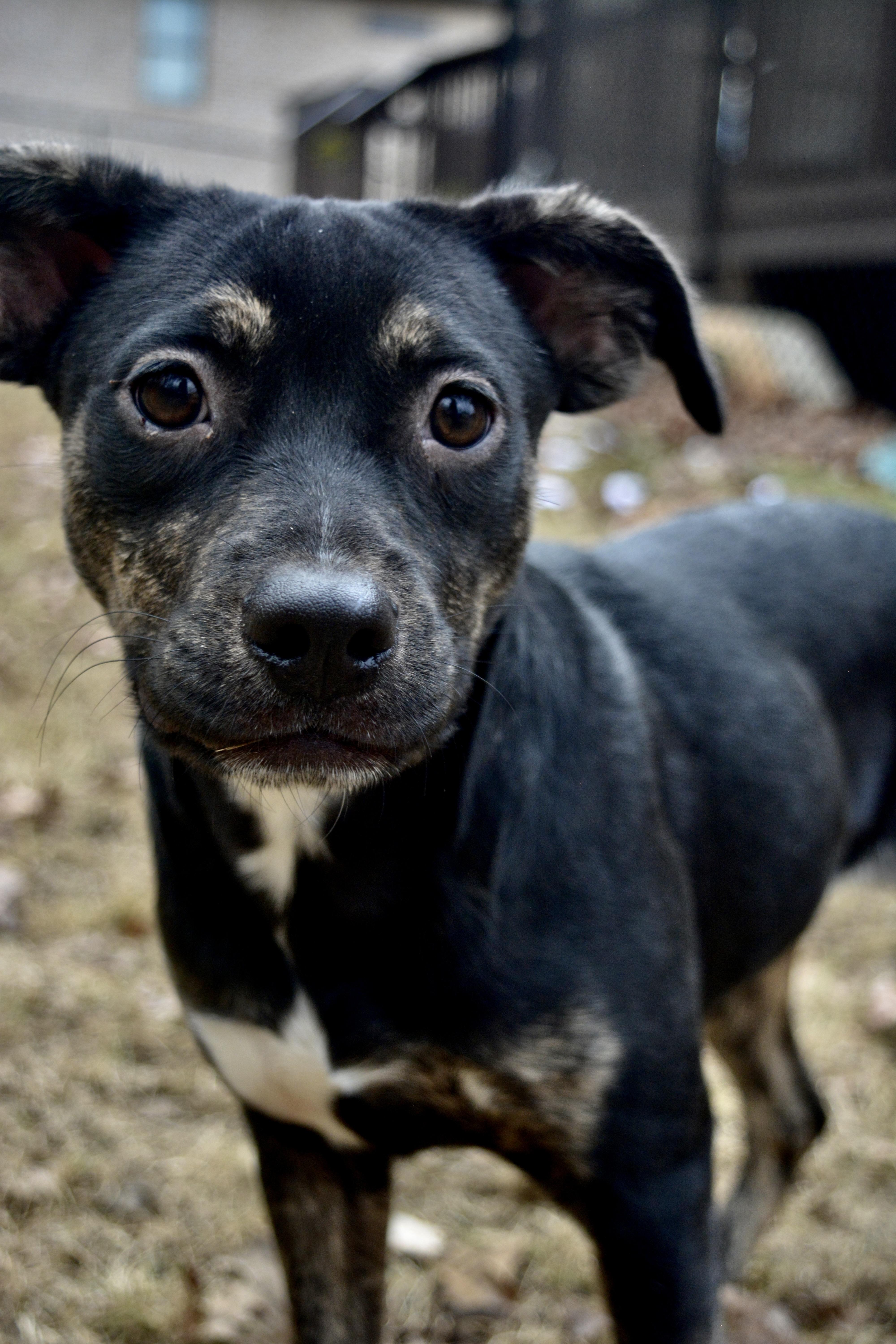 Enlarge Rue, a Adoptable Mixed Breed in Pelham, AL image 4/6