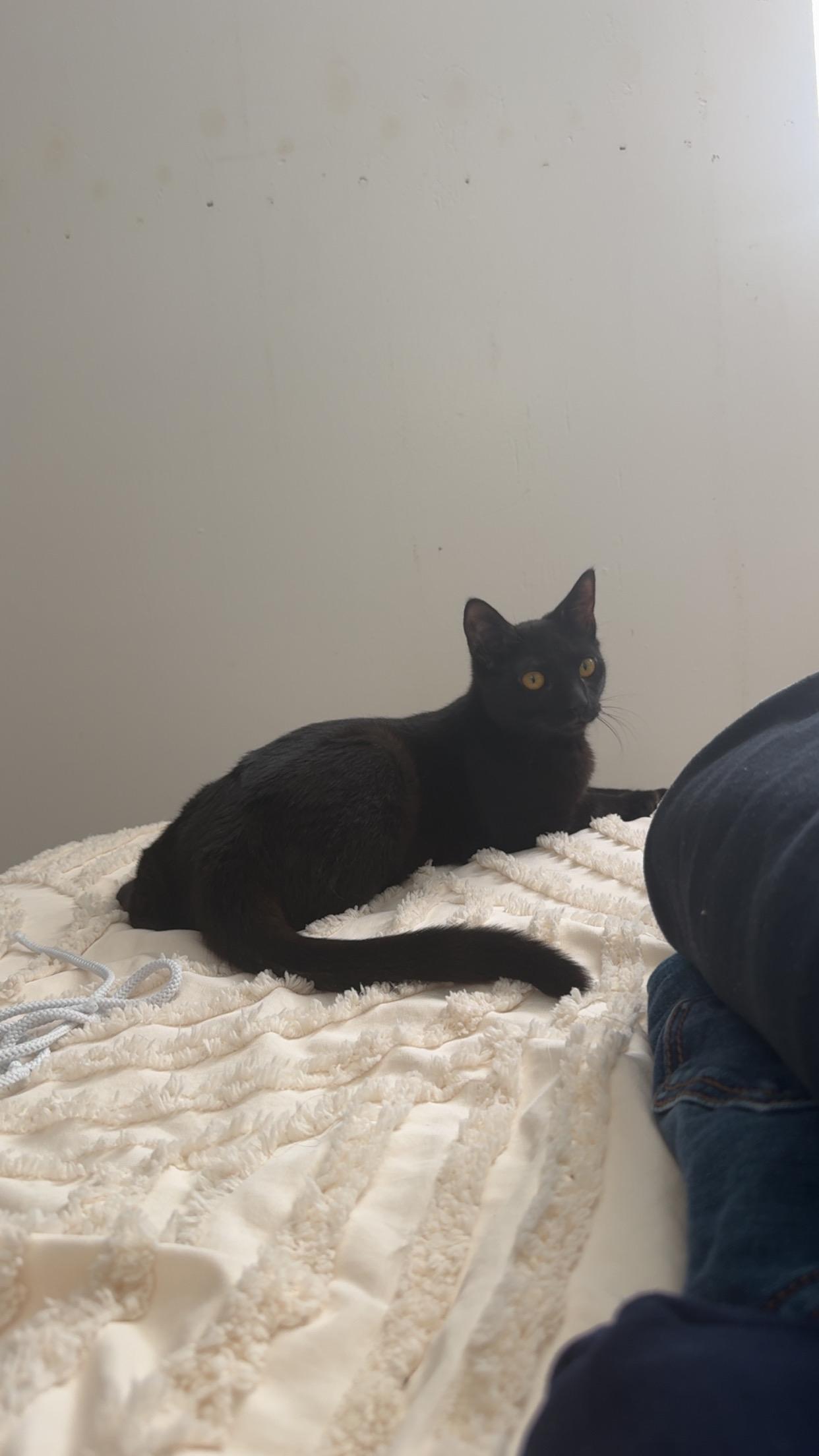 BC3 and Smokey White, ADOPTABLE, Young Female Domestic Short Hair.