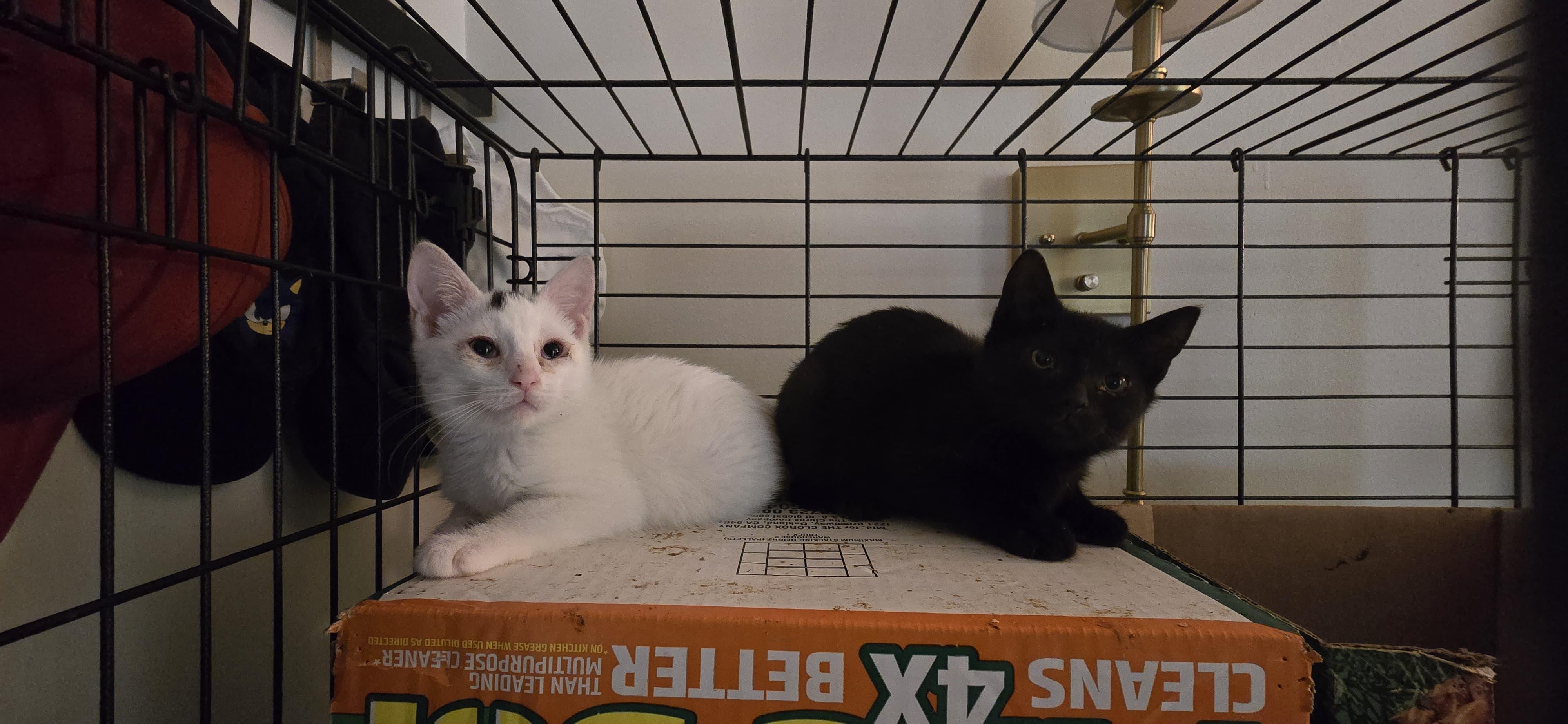 Enlarge BC3 and Smokey White, a ADOPTABLE Domestic Short Hair in Perth Amboy , NJ image 1/2