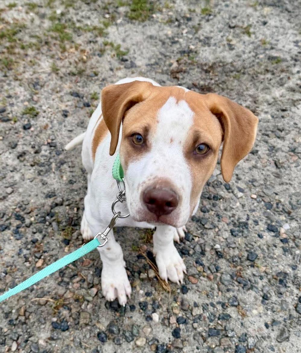 Archie, a Adoptable mixed breed in Boylston, MA image 5/6