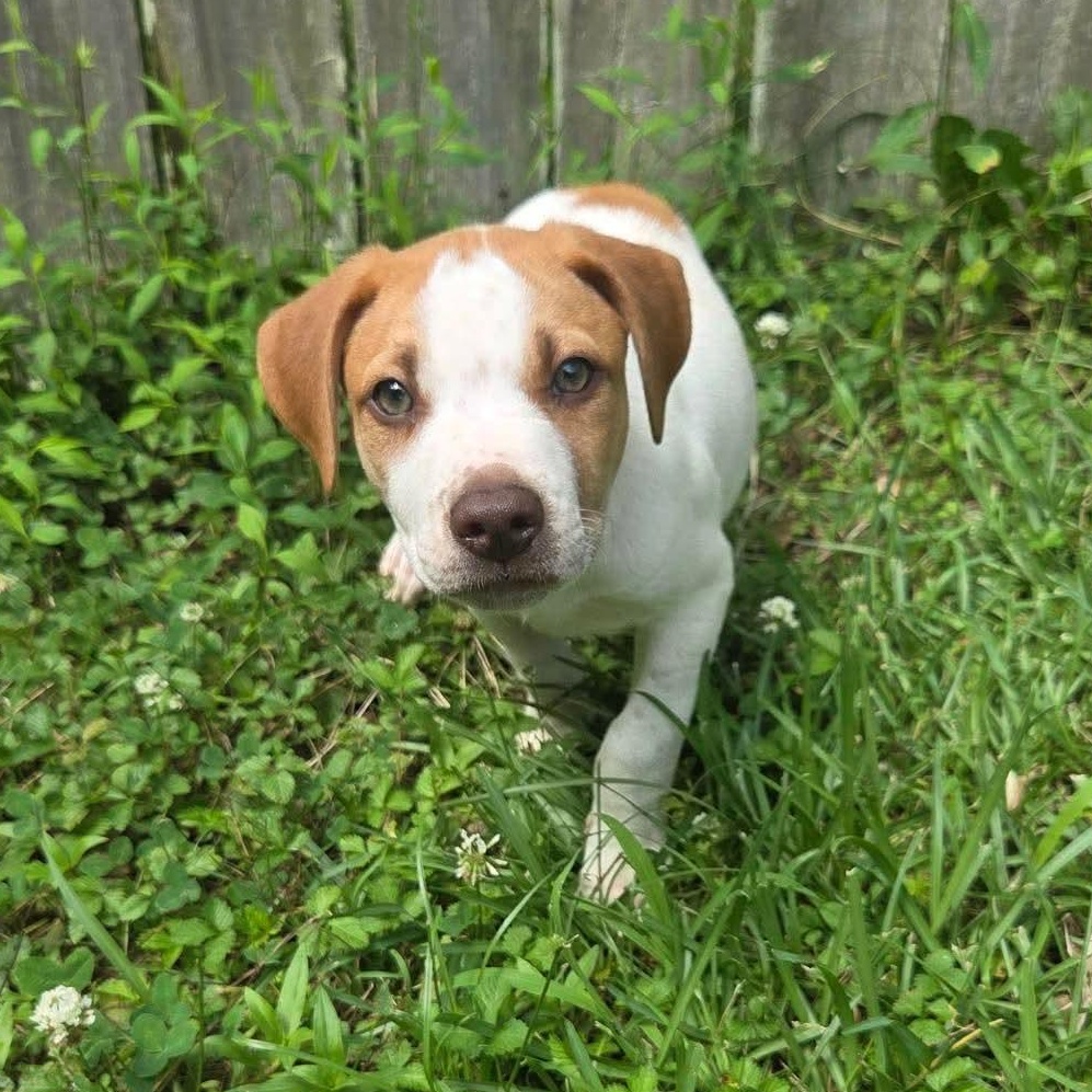 Archie, a Adoptable mixed breed in Boylston, MA image 4/6