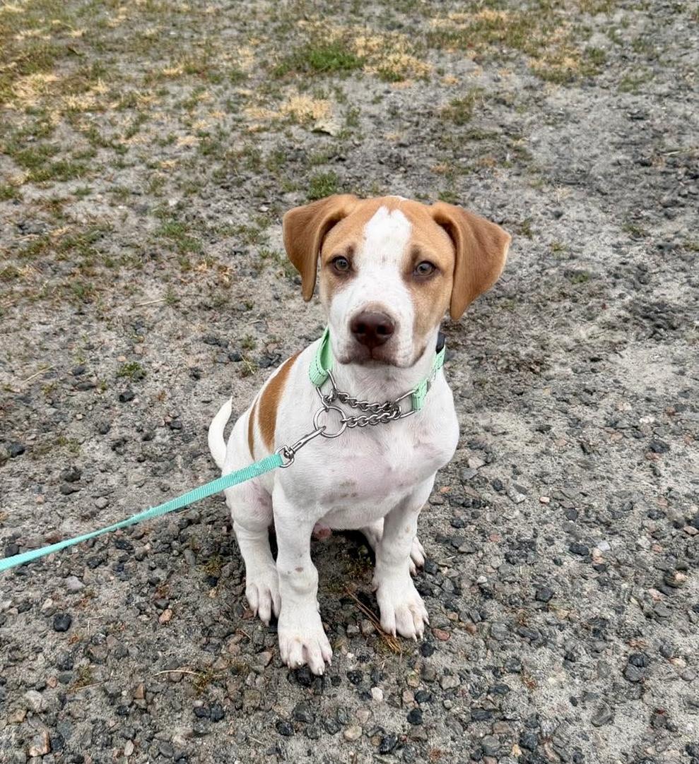 Archie, a Adoptable mixed breed in Boylston, MA image 1/6