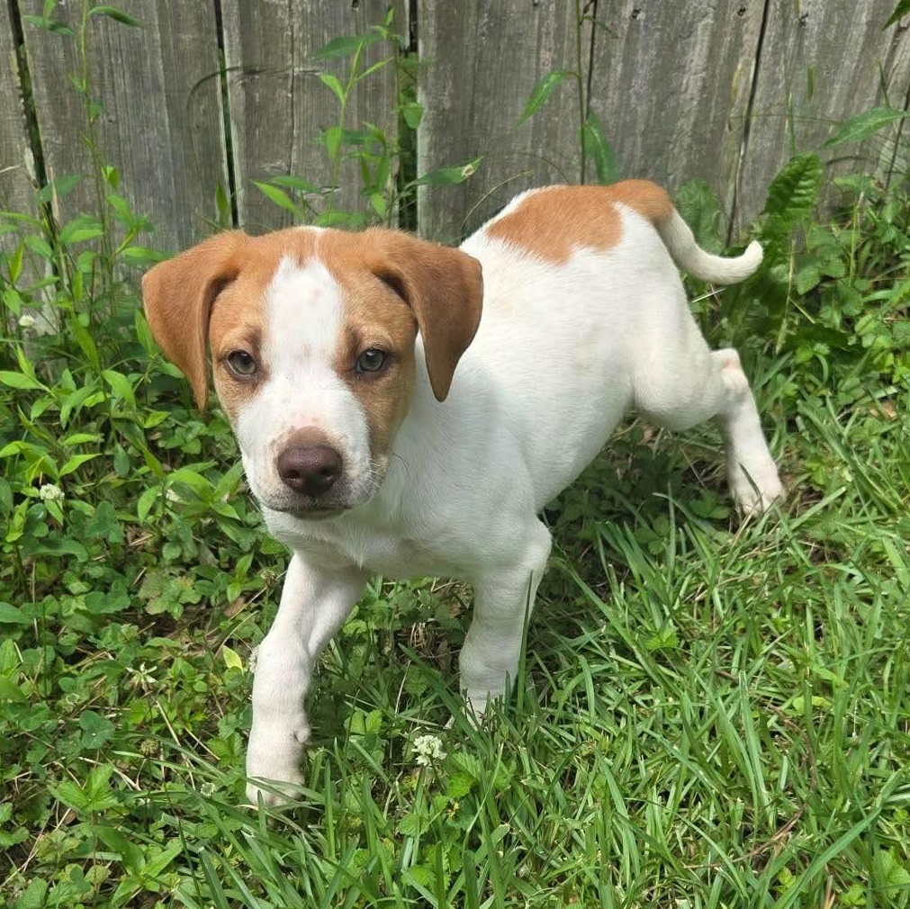 Archie, a Adoptable mixed breed in Boylston, MA image 2/6