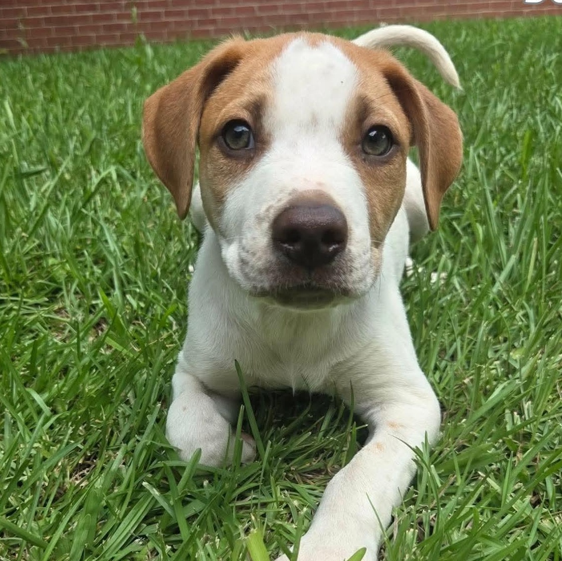 Archie, a Adoptable mixed breed in Boylston, MA image 3/6