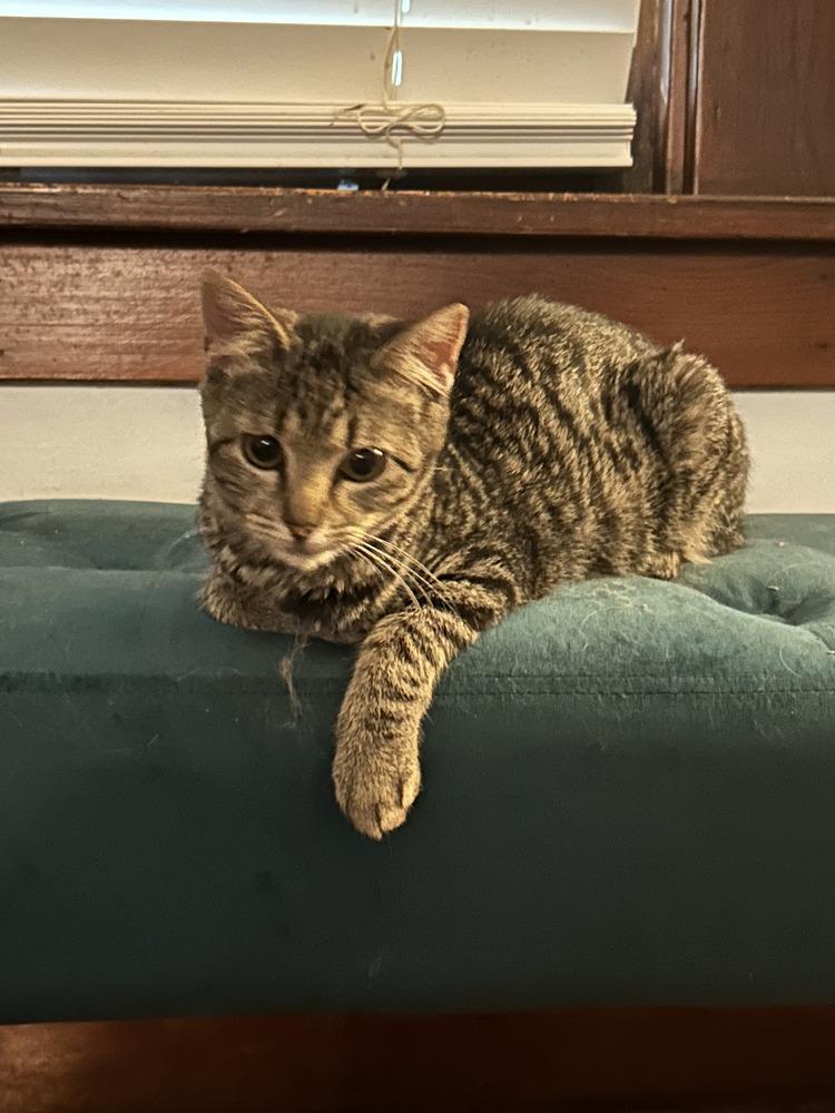 Stormy, Adoptable, Young Female Domestic Short Hair.