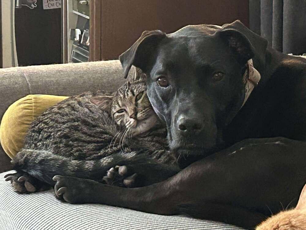 Stormy, Adoptable, Young Female Domestic Short Hair.