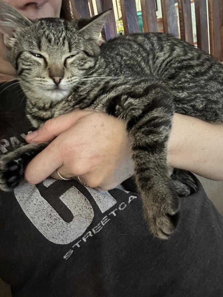 Enlarge Stormy, a Adoptable Domestic Short Hair in Emporia, KS image 2/4