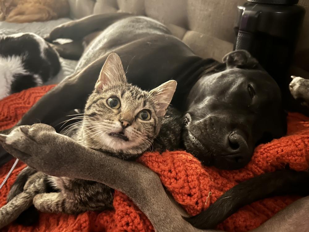 Enlarge Stormy, a Adoptable Domestic Short Hair in Emporia, KS image 4/4