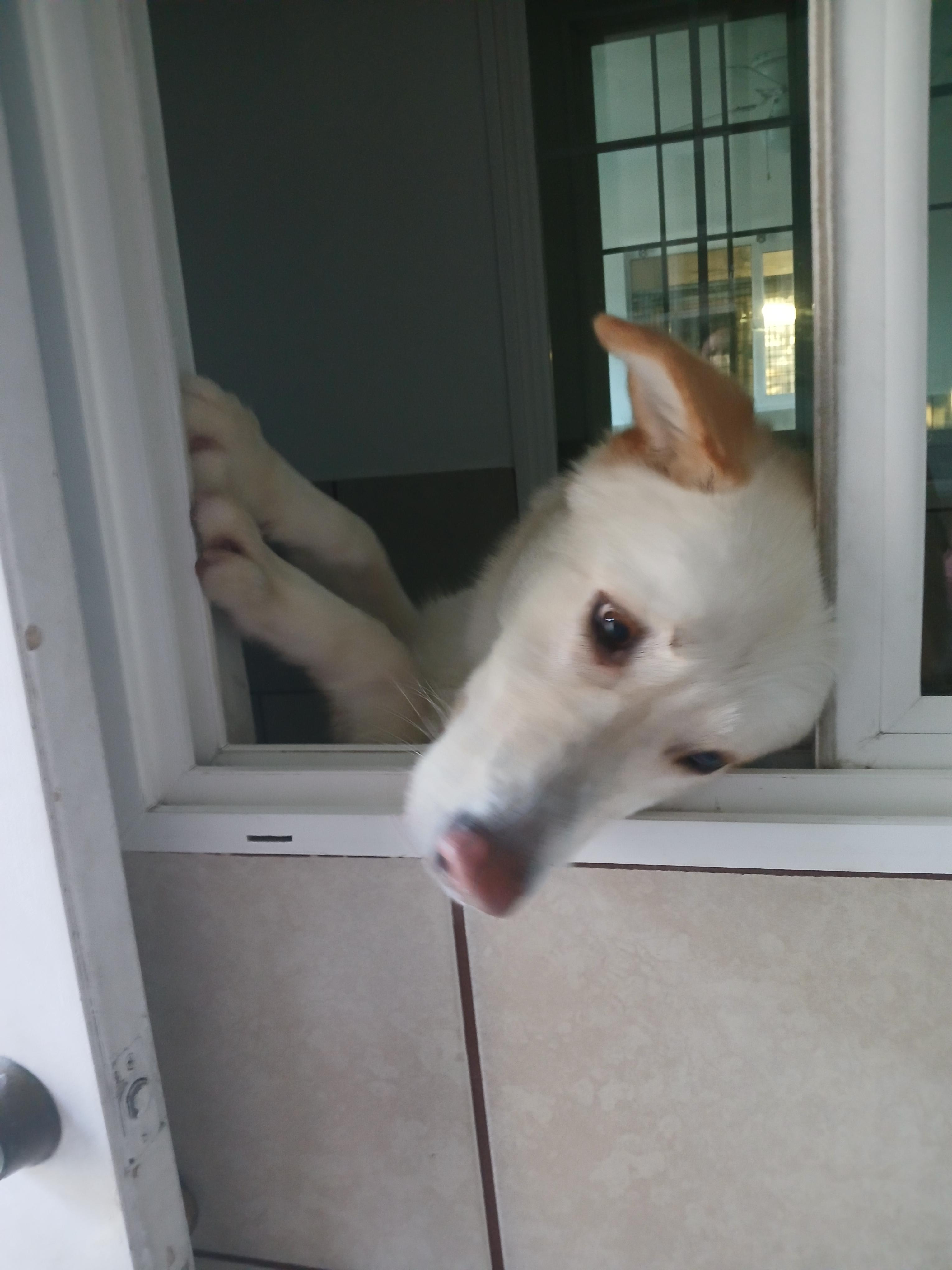 Butters, a Adoptable mixed breed in rowland heights, CA image 2/4