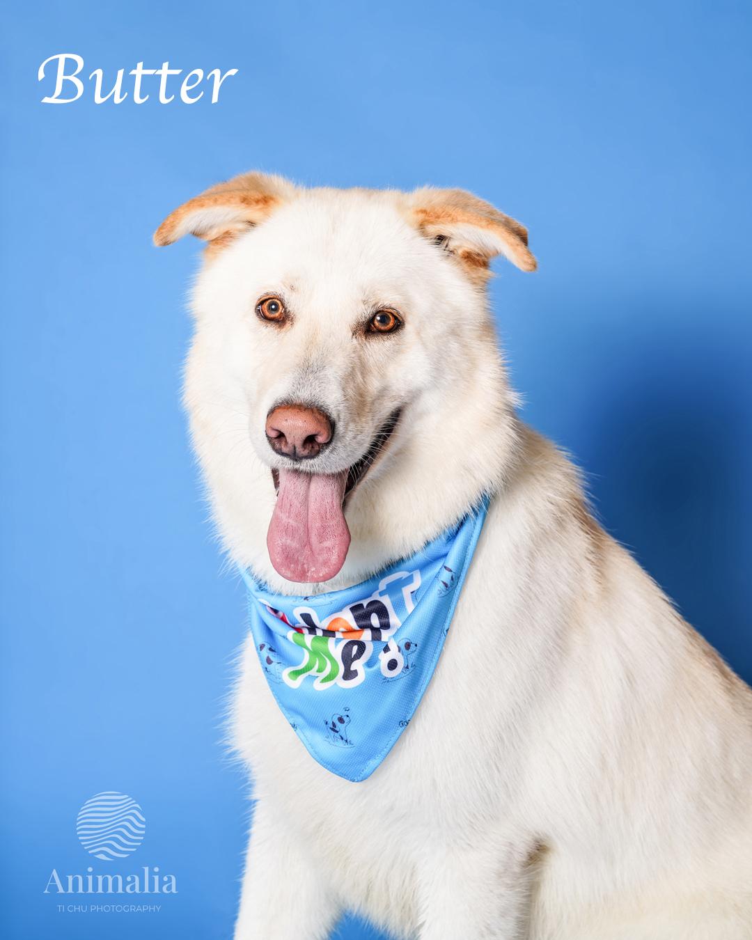 Butters, Adoptable, Adult Male Shepherd.