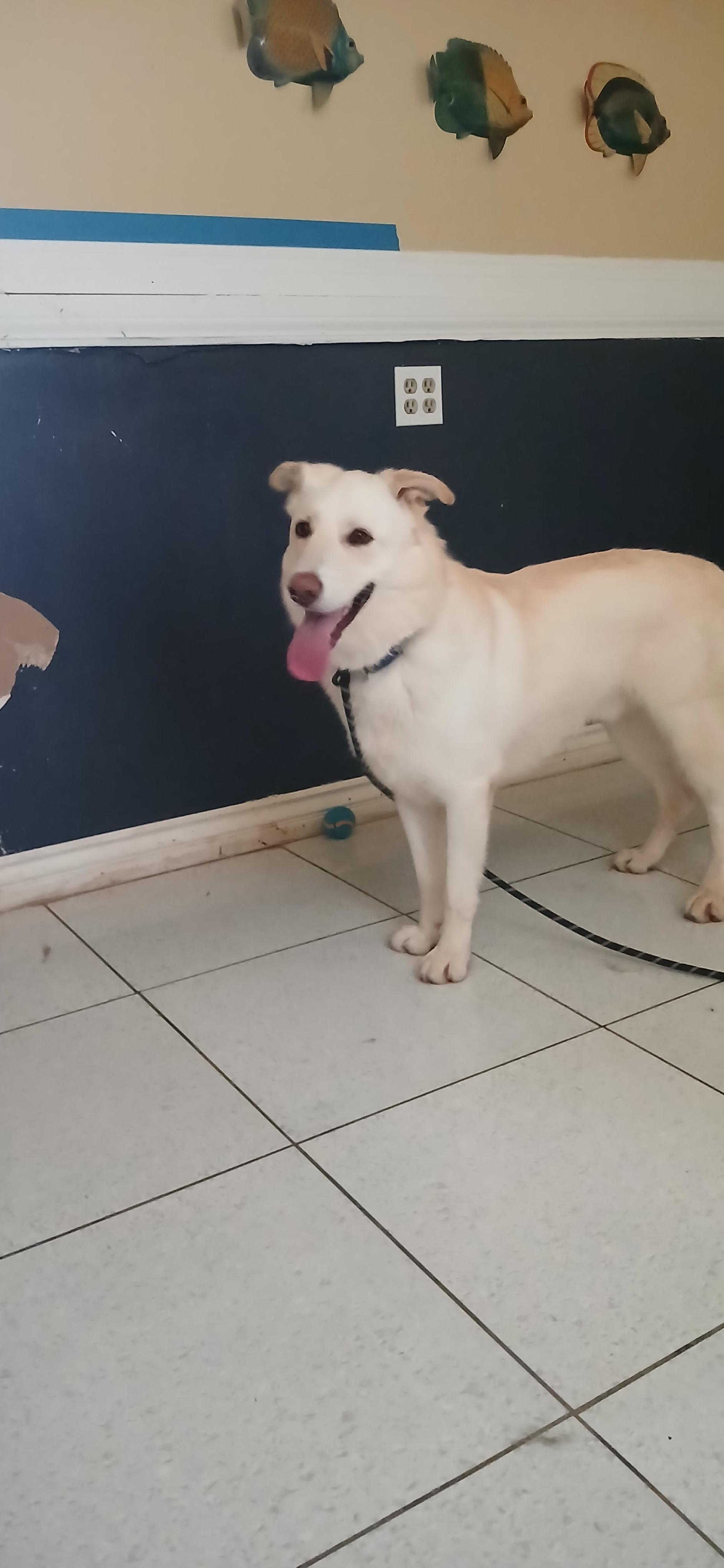 Butters, a Adoptable mixed breed in rowland heights, CA image 3/4