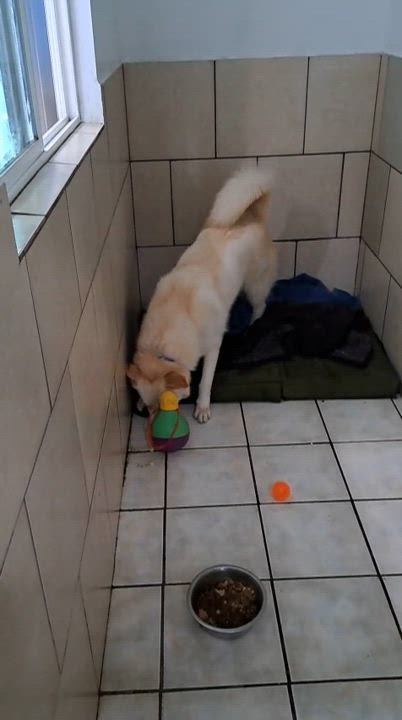 Enlarge Butters, a Adoptable mixed breed in rowland heights, CA video 4/4