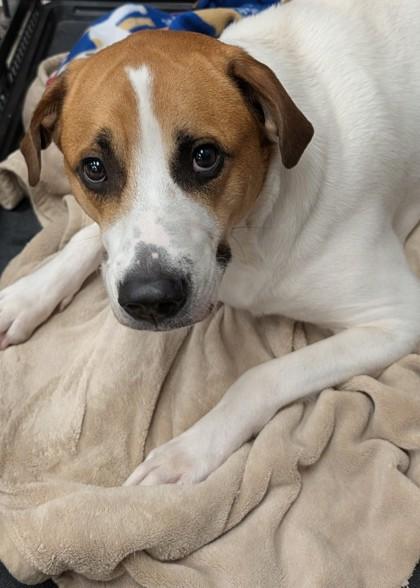Chico, Adoptable, Young Male Shepherd & Mixed Breed.