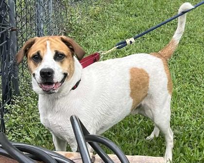 Enlarge Chico, a Adoptable mixed breed in Palm Coast, FL image 2/3