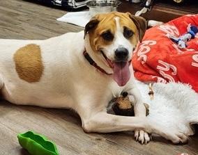 Chico, a Adoptable mixed breed in Palm Coast, FL image 1/3