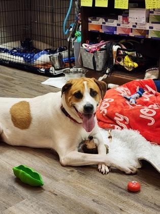 Enlarge Chico, a Adoptable mixed breed in Palm Coast, FL image 3/3