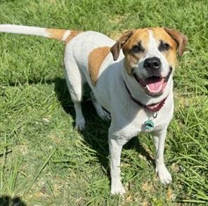 Chico, a Adoptable mixed breed in Palm Coast, FL image 2/3