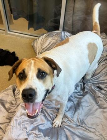Chico, a Adoptable mixed breed in Palm Coast, FL image 3/3