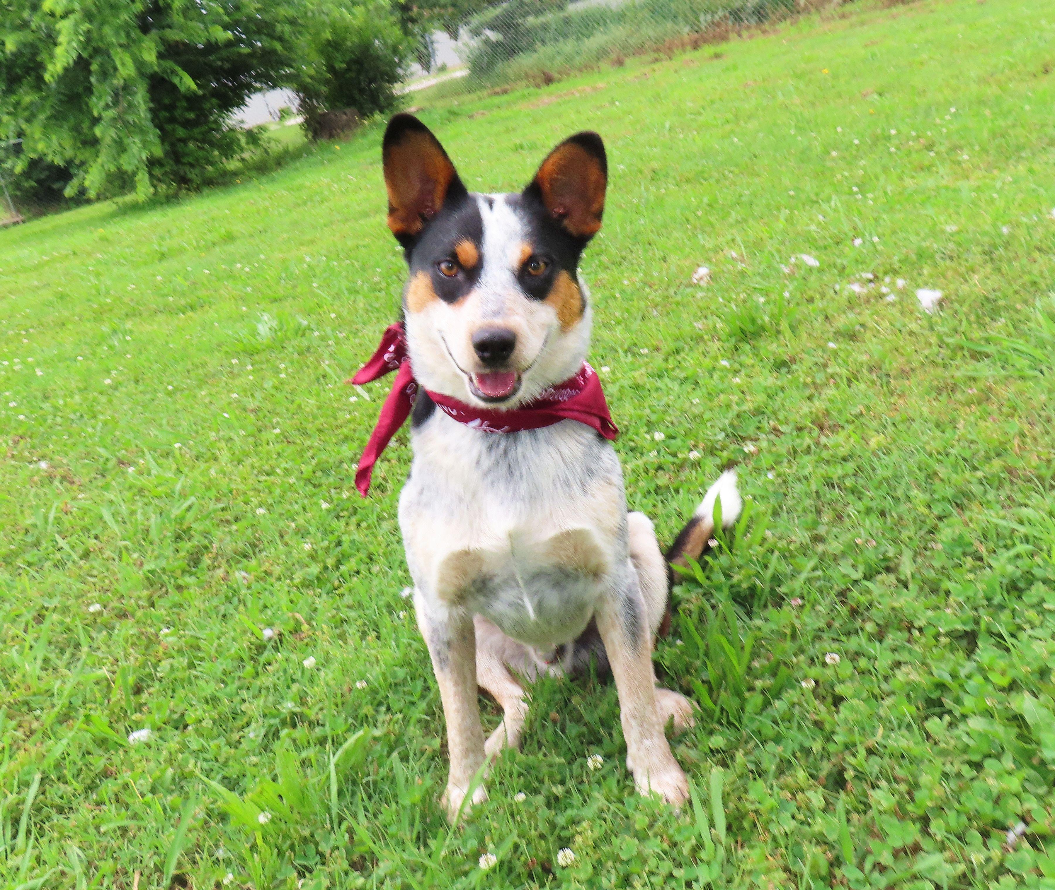 Enlarge Van 26C-85, a ADOPTABLE Australian Cattle Dog / Blue Heeler in Rogers, AR image 4/5