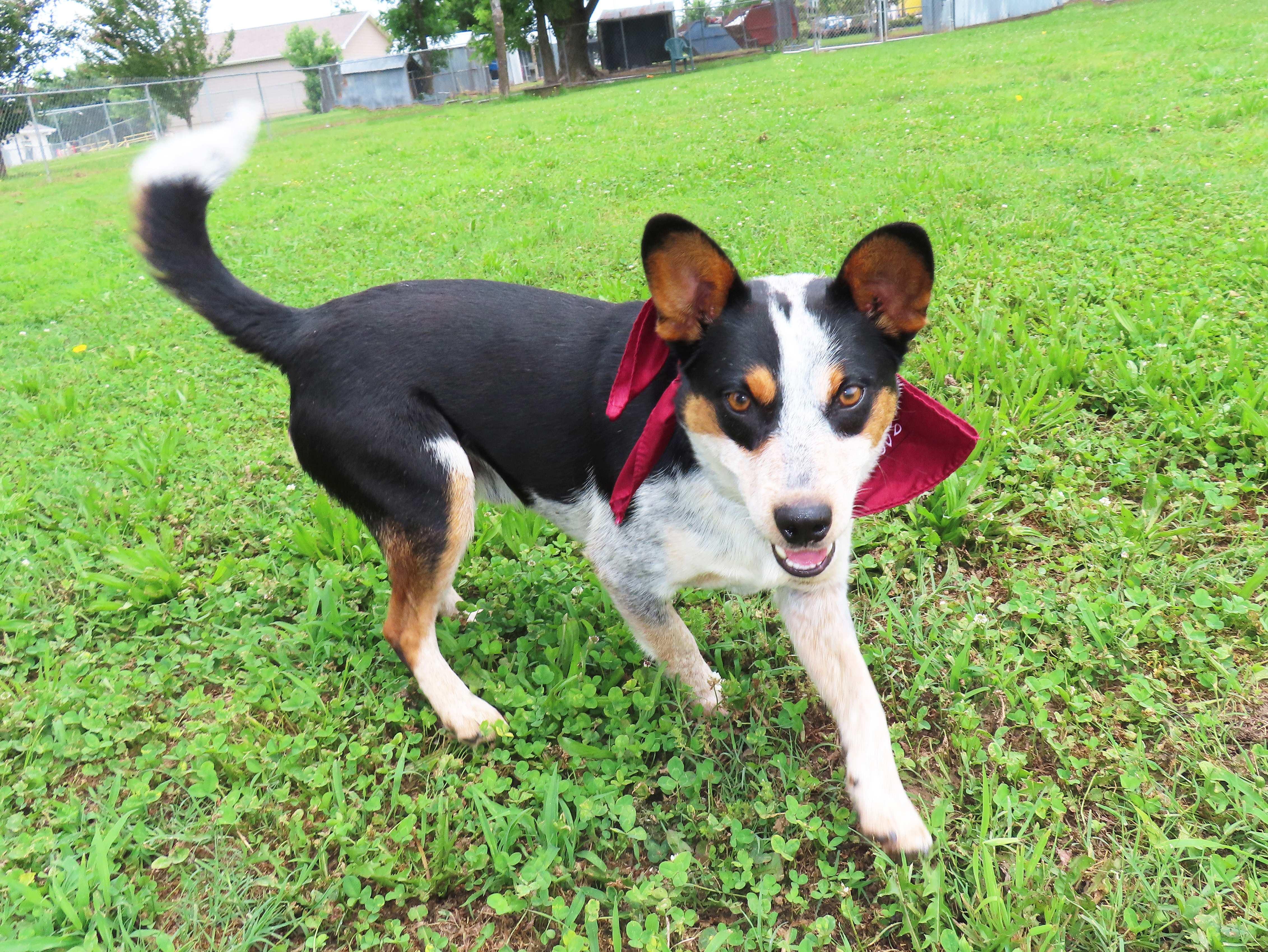 Enlarge Van 26C-85, a ADOPTABLE Australian Cattle Dog / Blue Heeler in Rogers, AR image 5/5