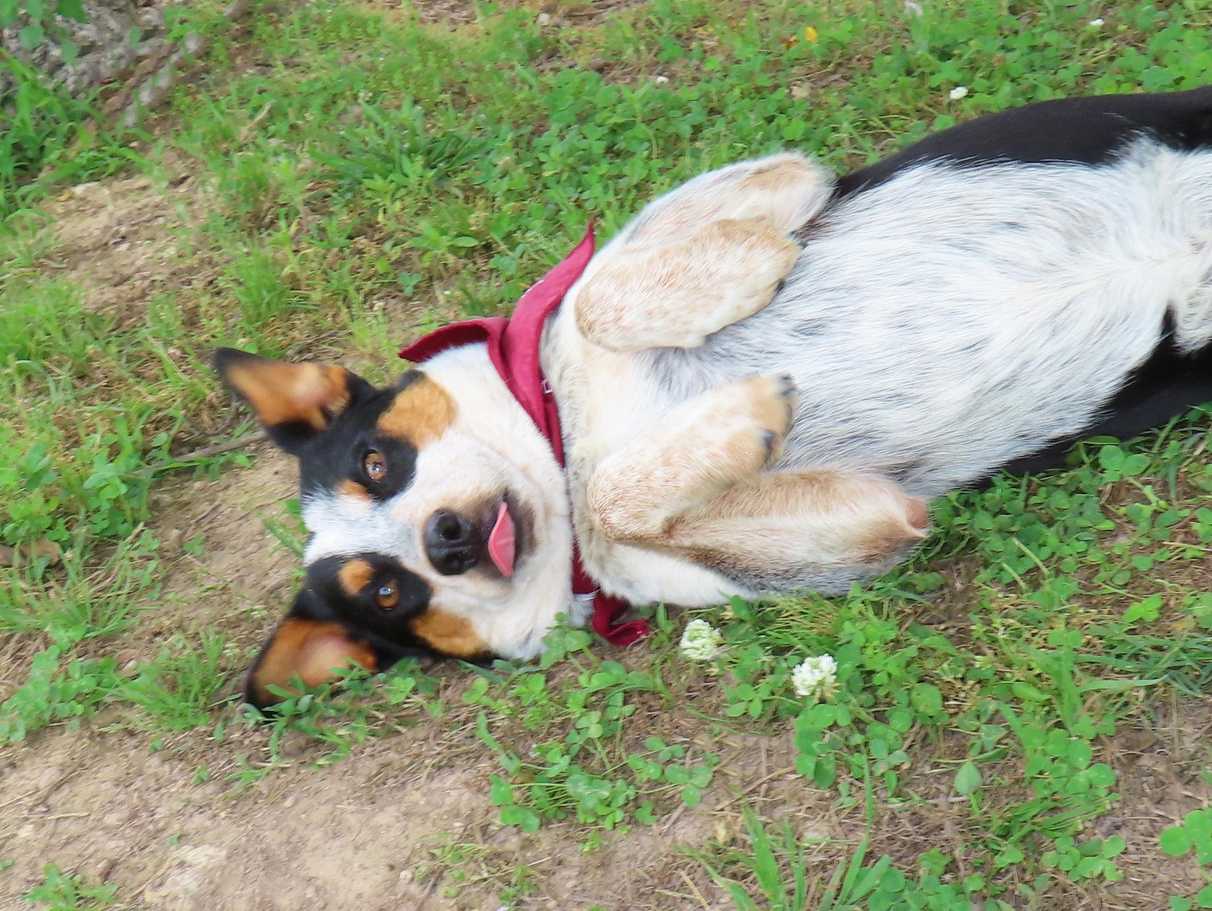 Enlarge Van 26C-85, a ADOPTABLE Australian Cattle Dog / Blue Heeler in Rogers, AR image 3/5