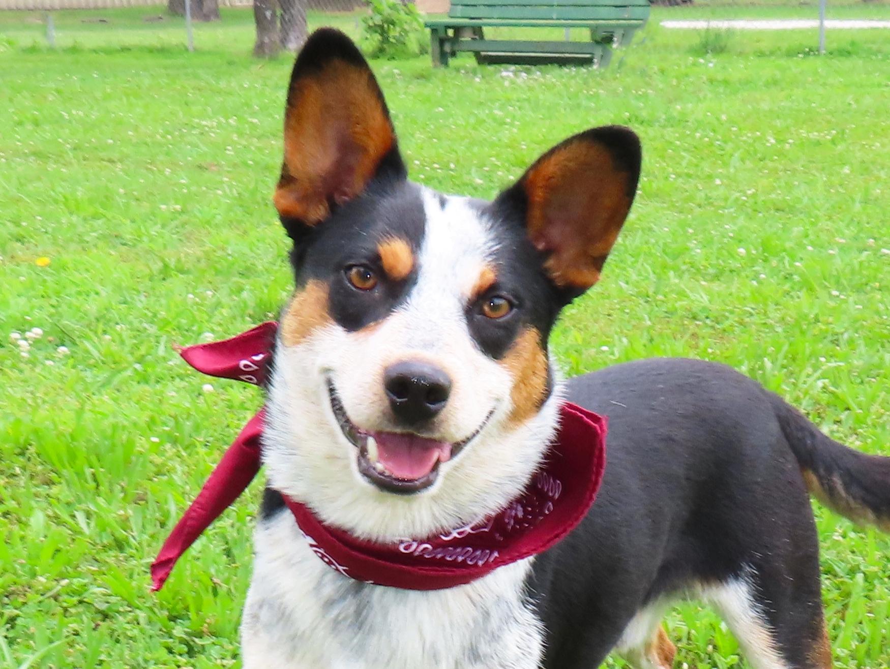 Van 26C-85, ADOPTABLE, Young Male Australian Cattle Dog / Blue Heeler.