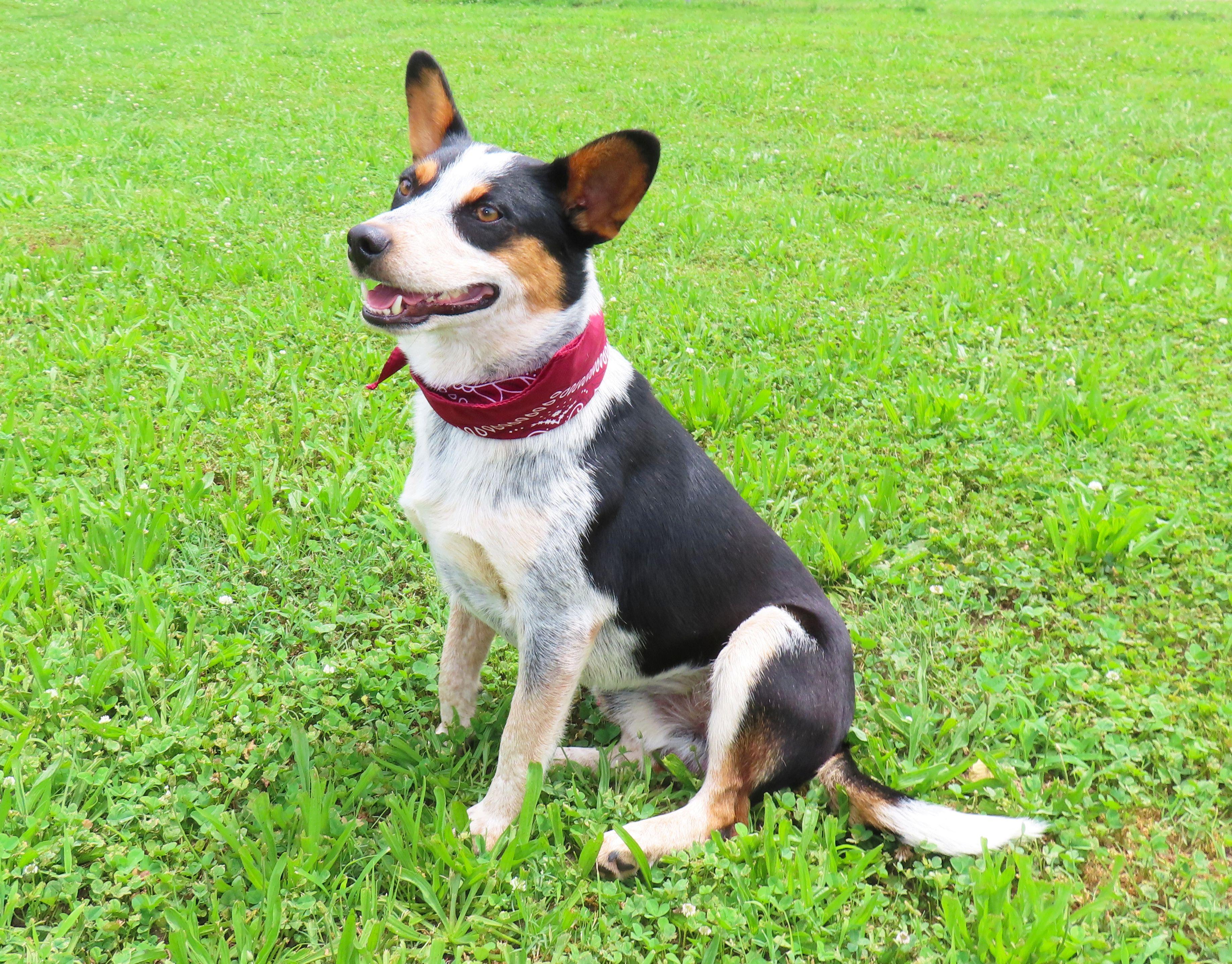 Enlarge Van 26C-85, a ADOPTABLE Australian Cattle Dog / Blue Heeler in Rogers, AR image 2/5