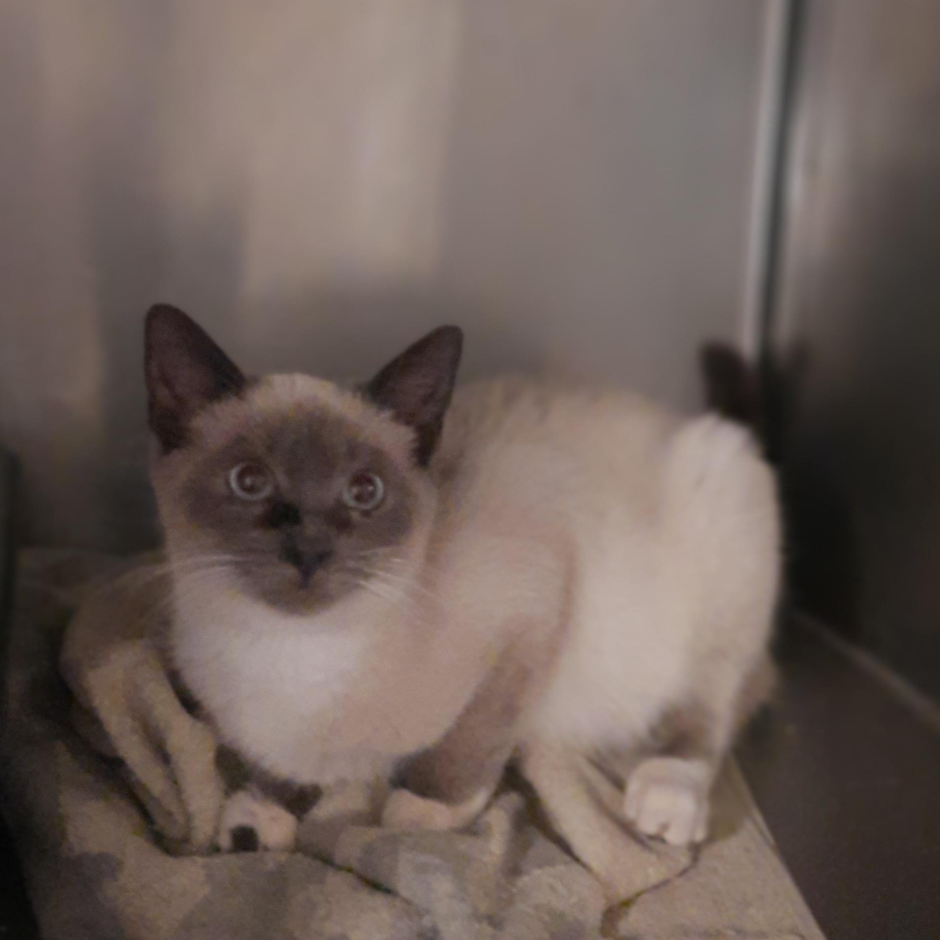 Enlarge Chanel, a ADOPTABLE Siamese in Raeford, NC image 4/6