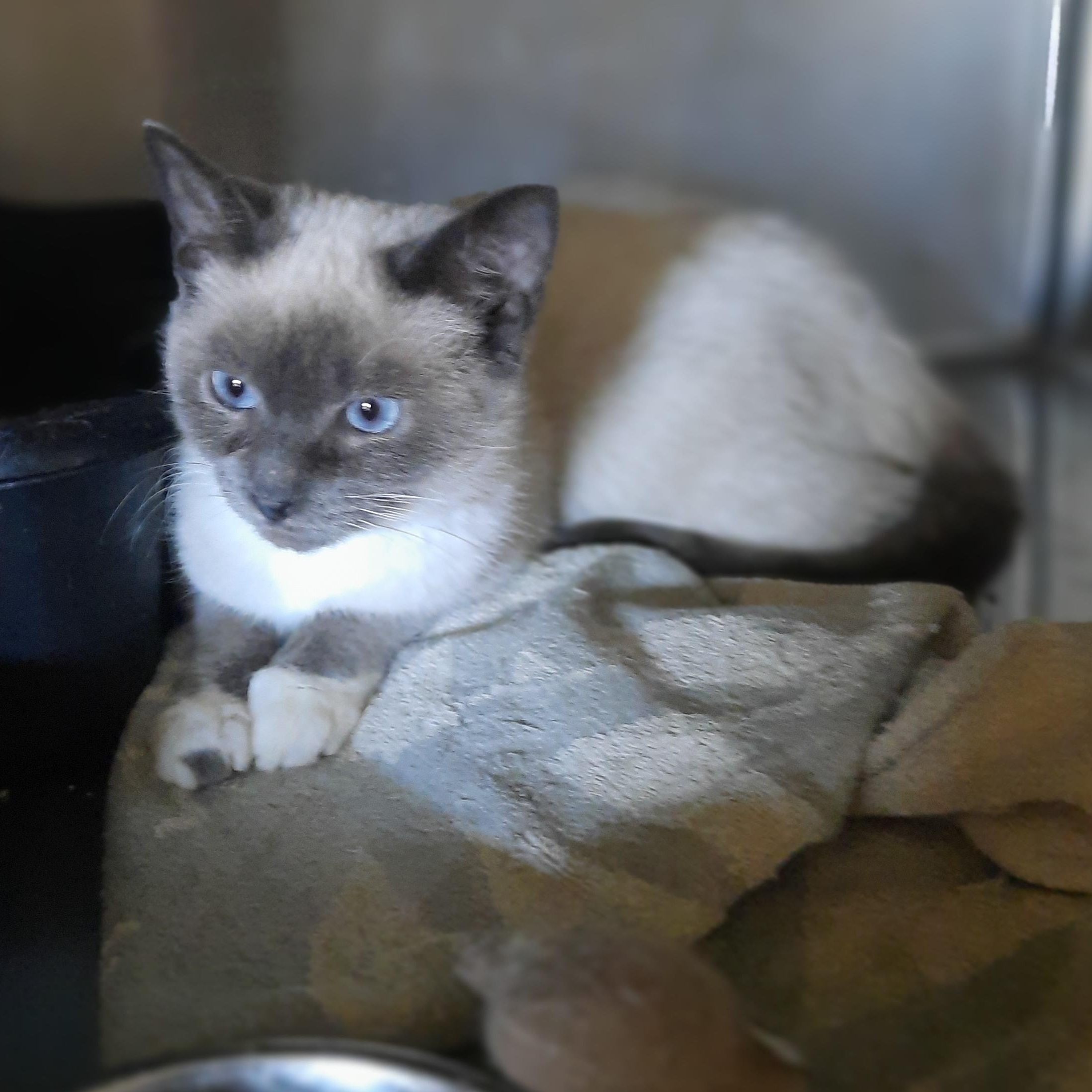 Enlarge Chanel, a ADOPTABLE Siamese in Raeford, NC image 6/6