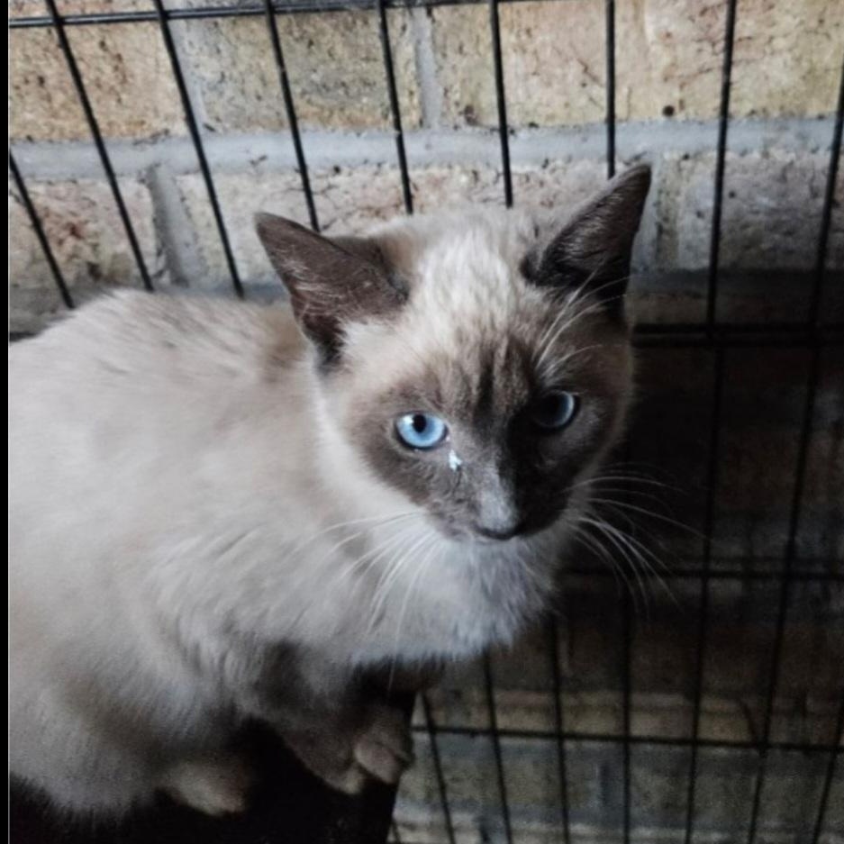 Enlarge Chanel, a ADOPTABLE Siamese in Raeford, NC image 2/6