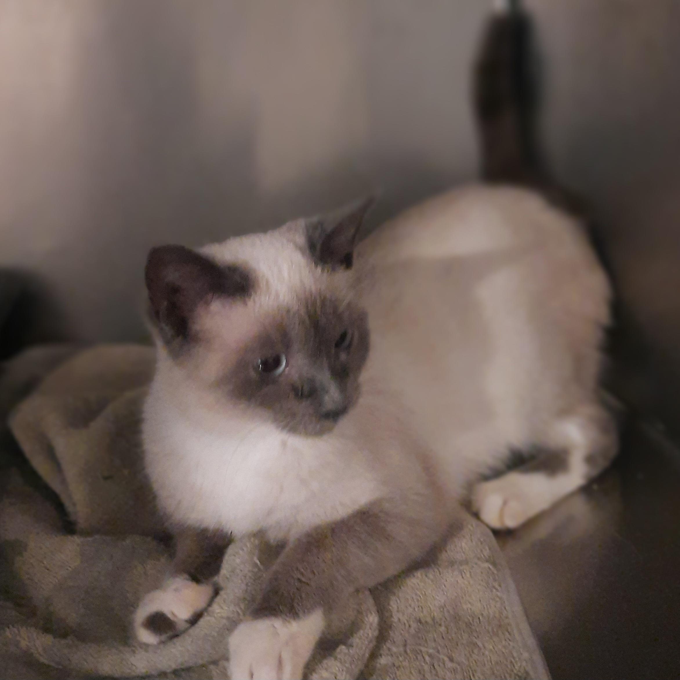 Enlarge Chanel, a ADOPTABLE Siamese in Raeford, NC image 3/6